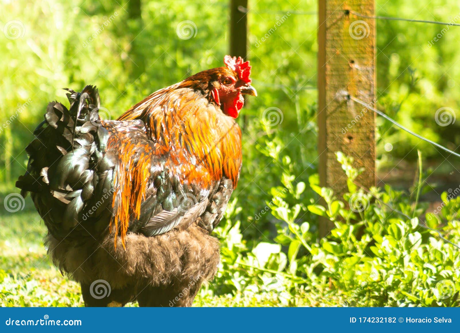 Domestic Chickens in the Corral. Omnivorous Animals with Two Legs. Live  Birds Stock Photo - Image of medium, food: 174232182