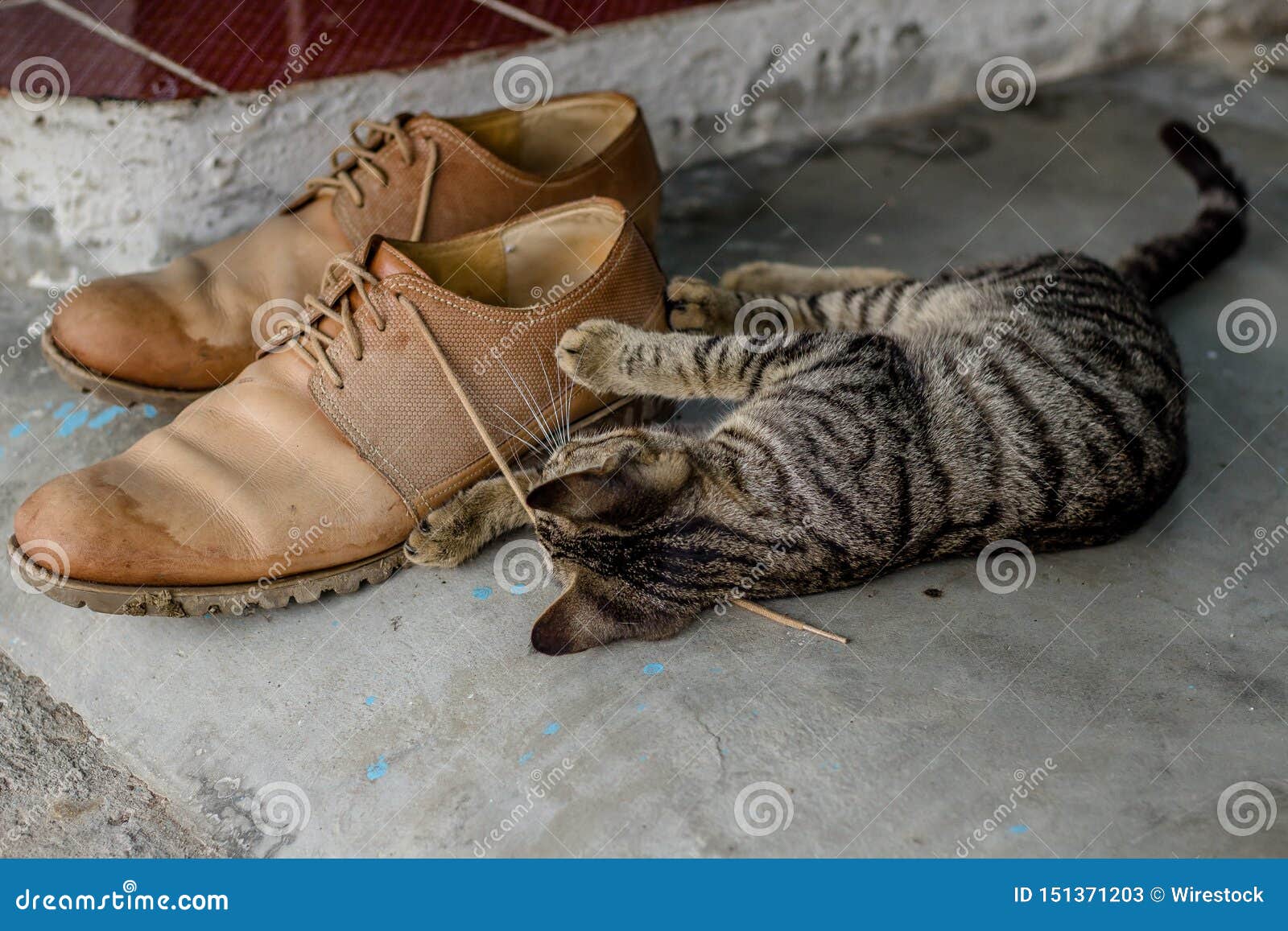 cat shoelaces