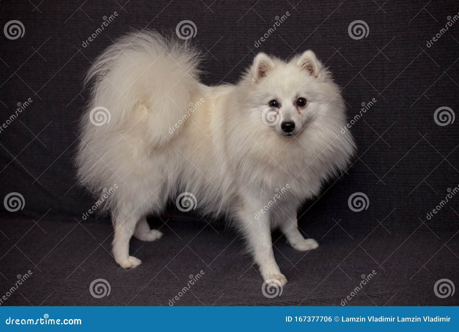 half pomeranian half japanese spitz