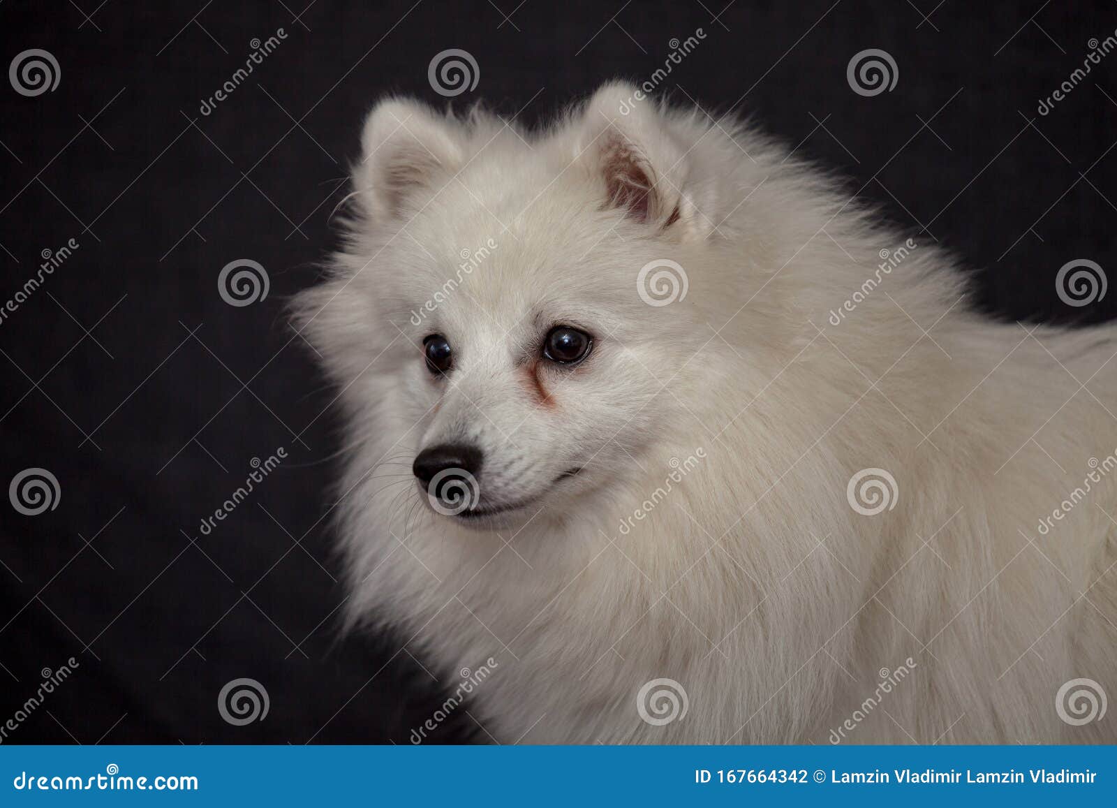 The Japanese Spitz Stock Photo Image Of Fluffy Hair The Japanese Spitz Stock Photo Image Of Fluffy Hair
