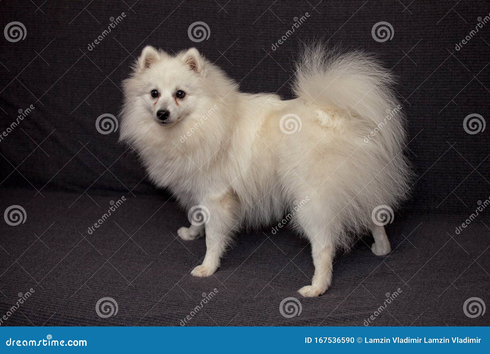 The Japanese Spitz Stock Photo Image Of Spitz Thoroughred The Japanese Spitz Stock Photo Image Of Spitz Thoroughred