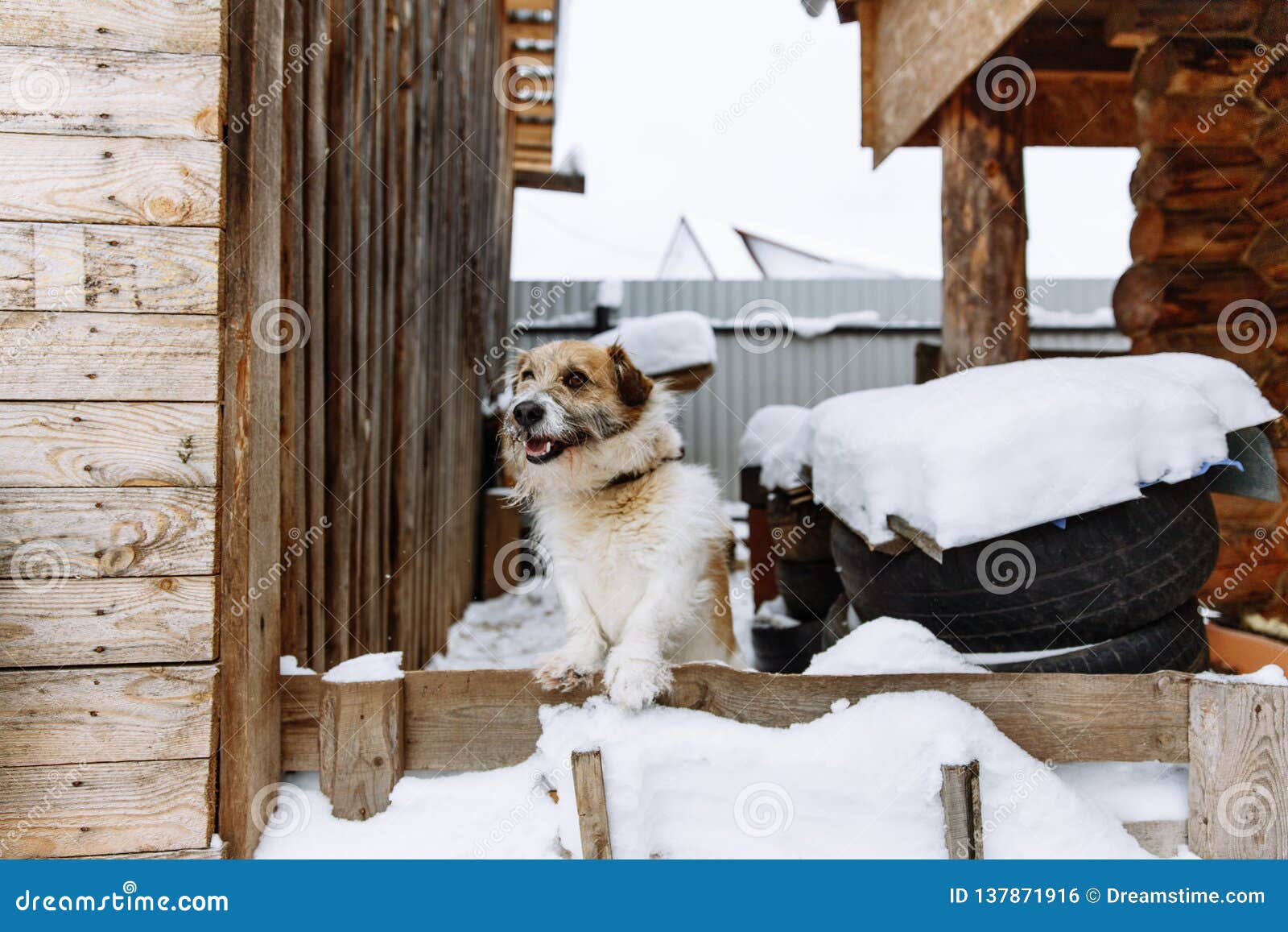 Domestic Dog Guarding Home Stock Photo Image Of Domestic 137871916 domestic-dog-guarding-home-stock-photo-image-of-domestic-137871916