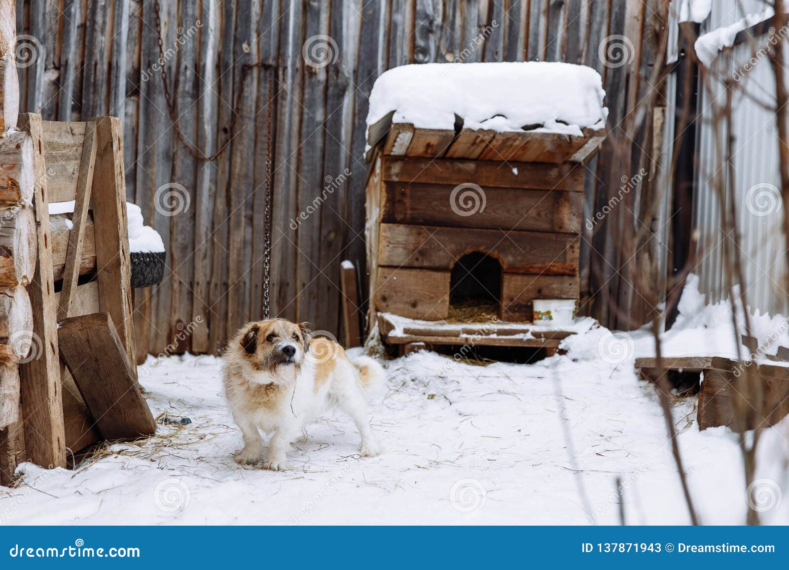 Domestic Dog Guarding Home Stock Image Image Of Courtyard 137871943 domestic-dog-guarding-home-stock-image-image-of-courtyard-137871943