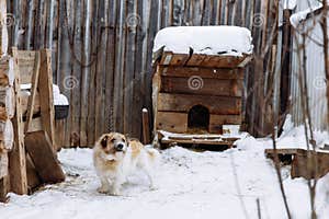 Domestic Dog Guarding Home Stock Image Image Of Courtyard 137871943