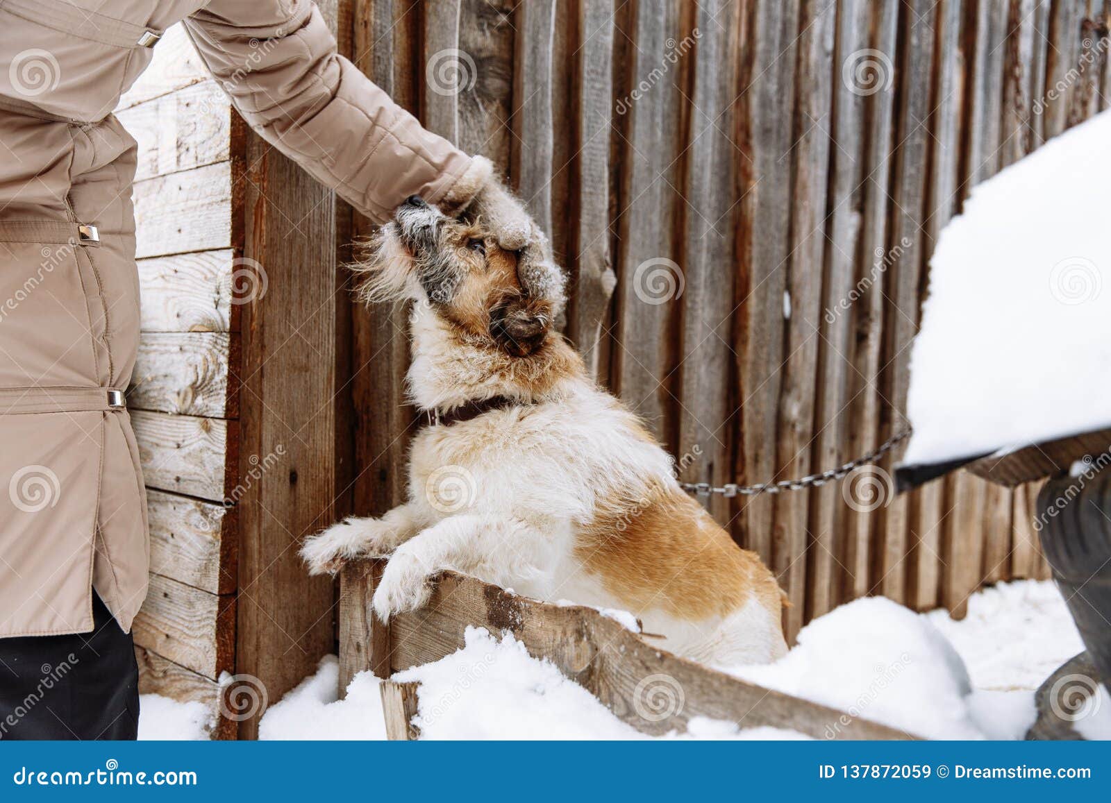 Dog Guarding Home Dog Guarding Home
