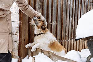 Domestic Dog Guarding Home Stock Image Image Of Mongrel 137872059