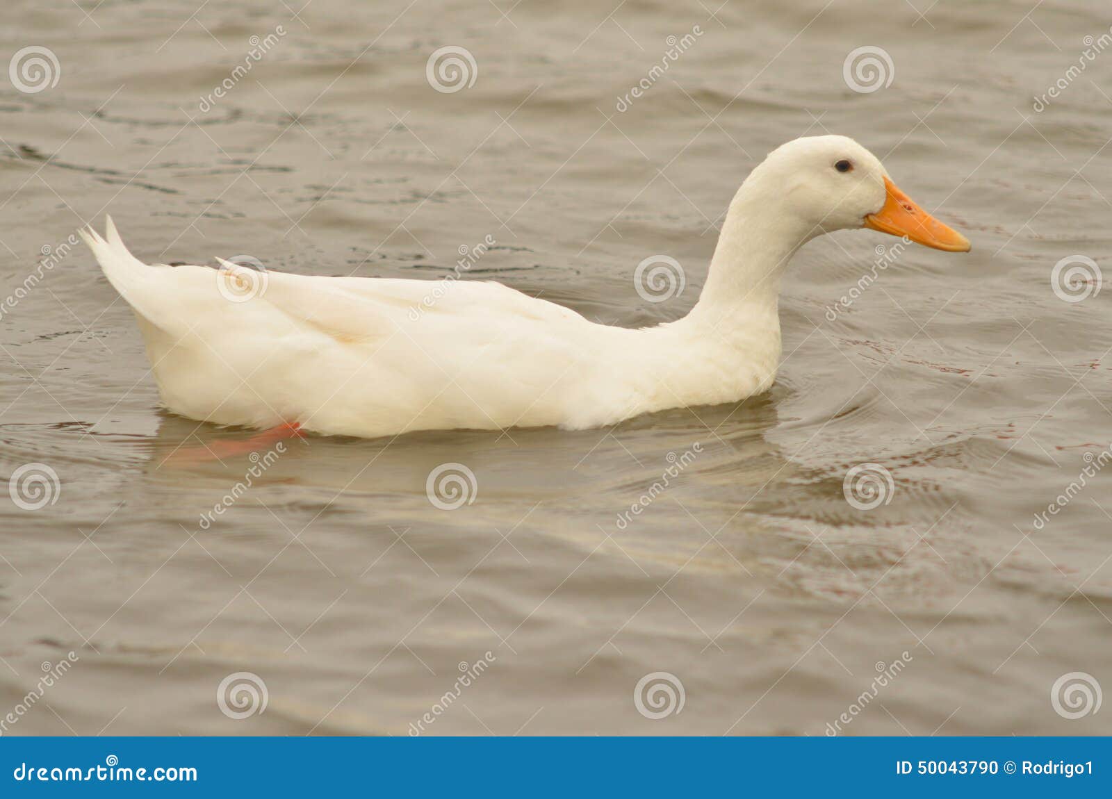 domestic duck