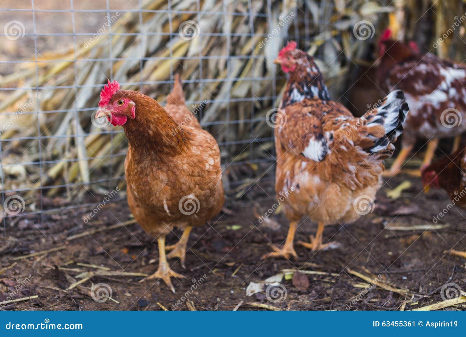 Domestic chickens in a farm. Traditional free range poultry farming.
