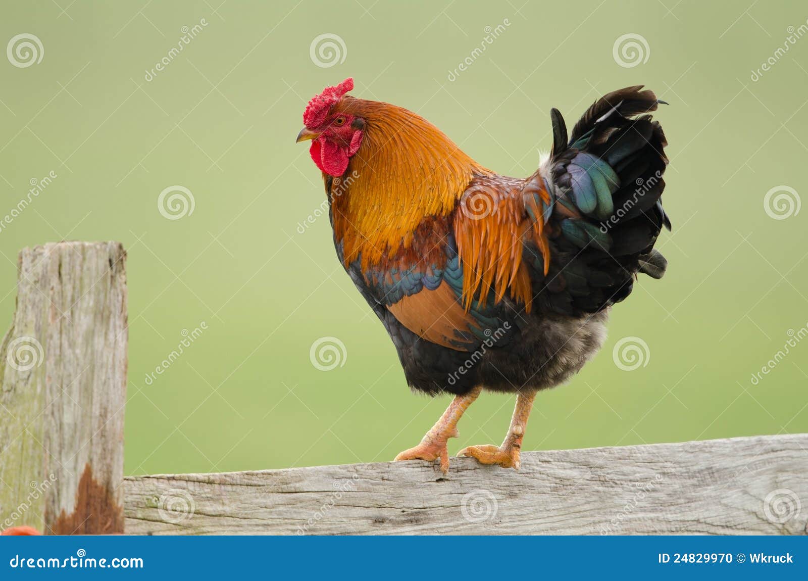 domestic fowl