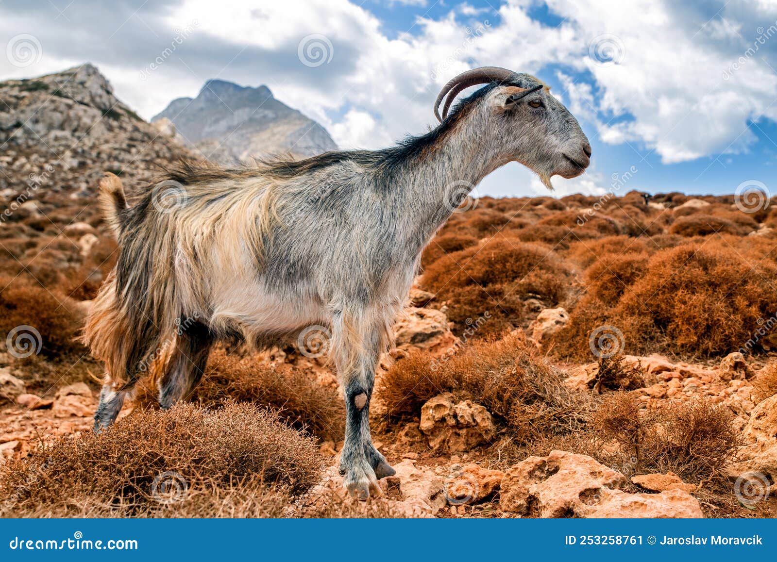 domestic goat on crete island, greece