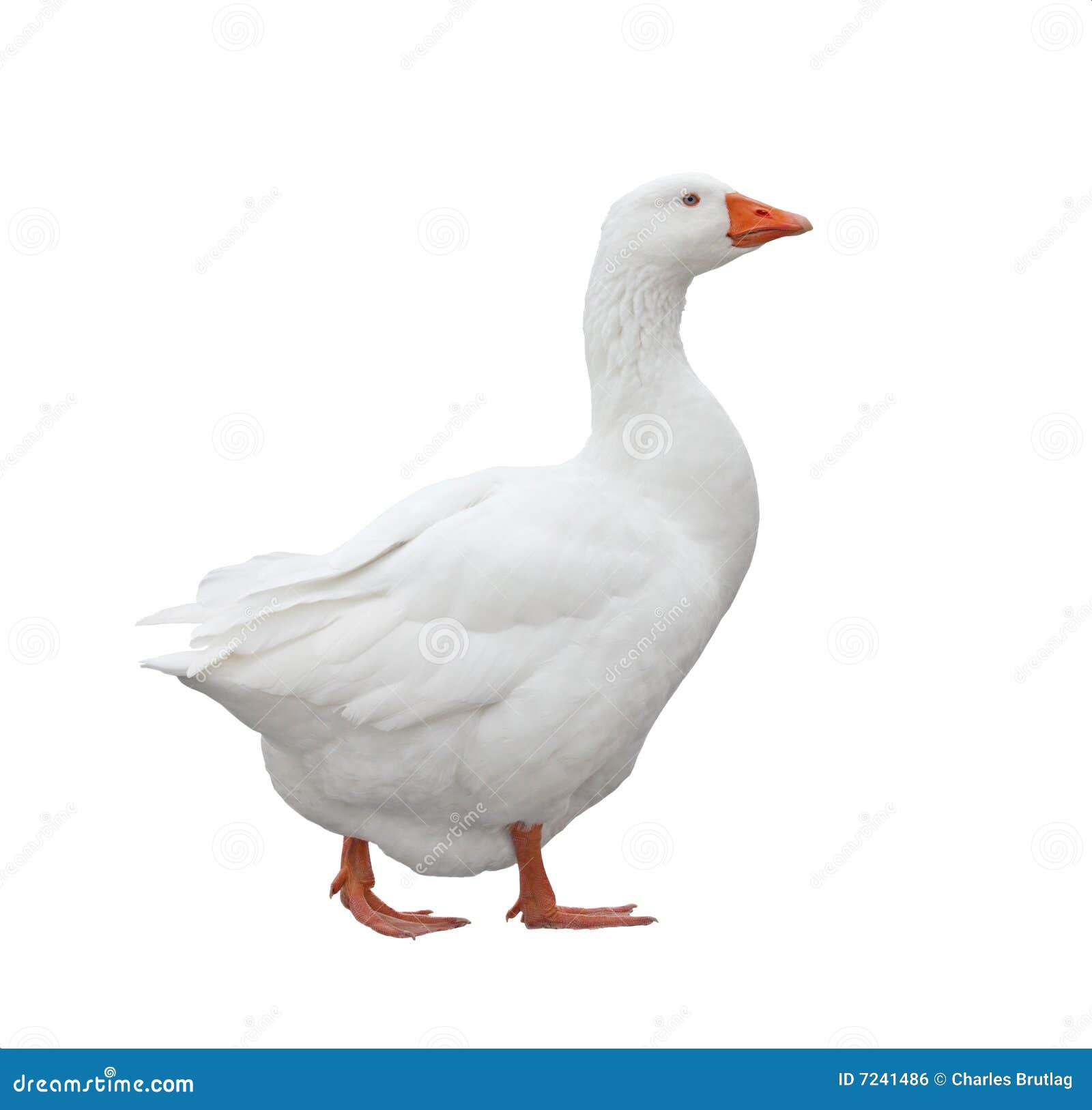 domestic goose