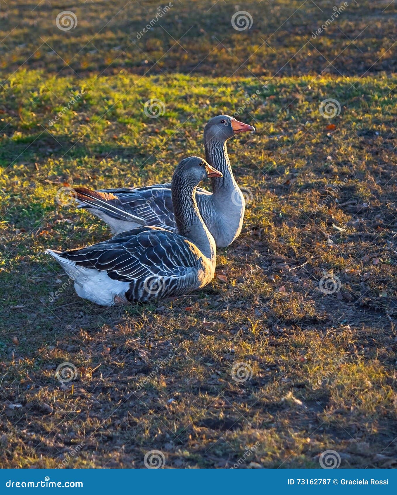 domestic goose, anser anser domesticus on the grass