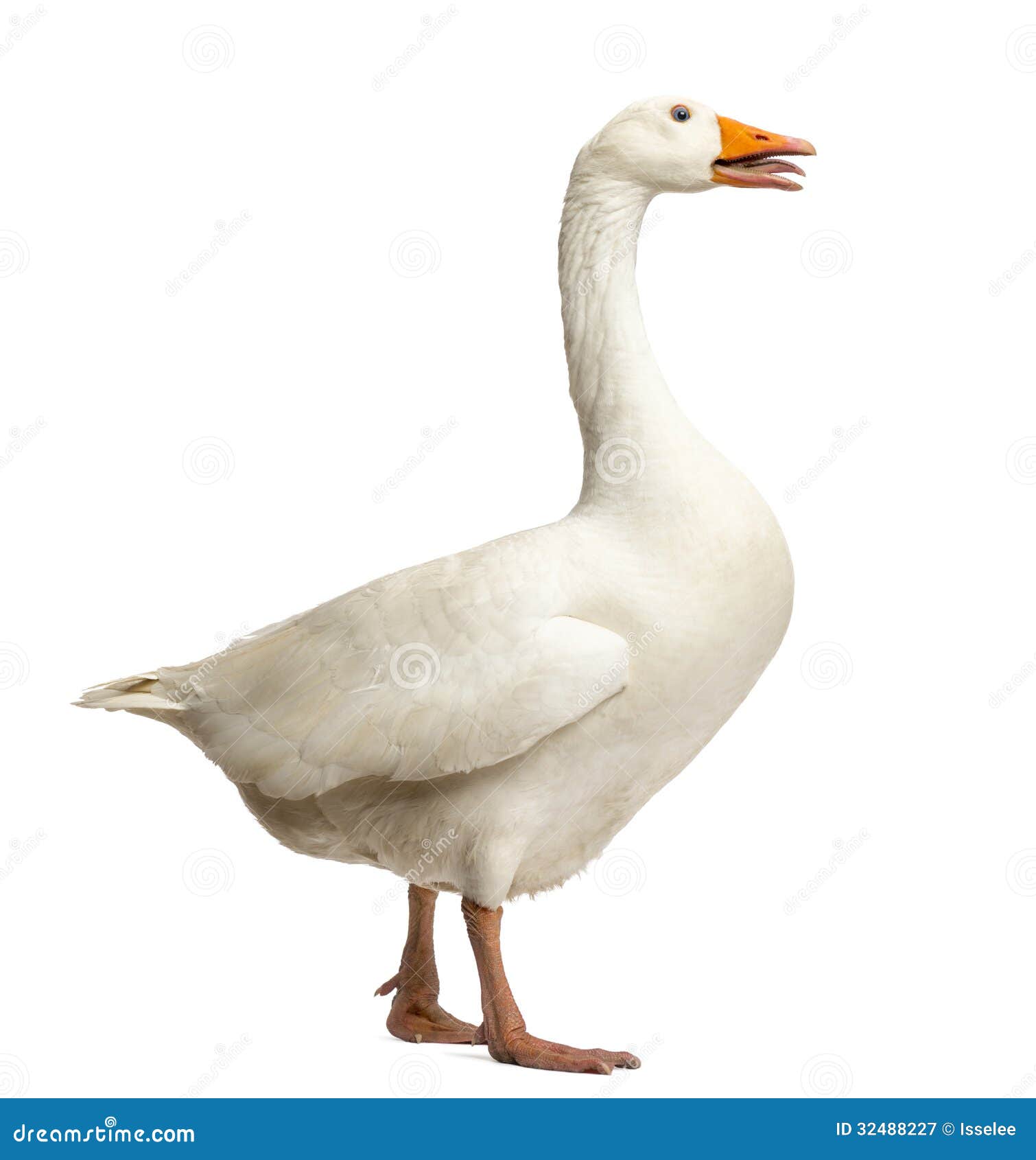 domestic goose, anser anser domesticus, standing and clucking