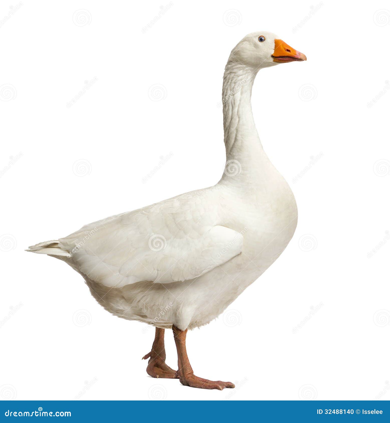 goose images clip art - photo #42