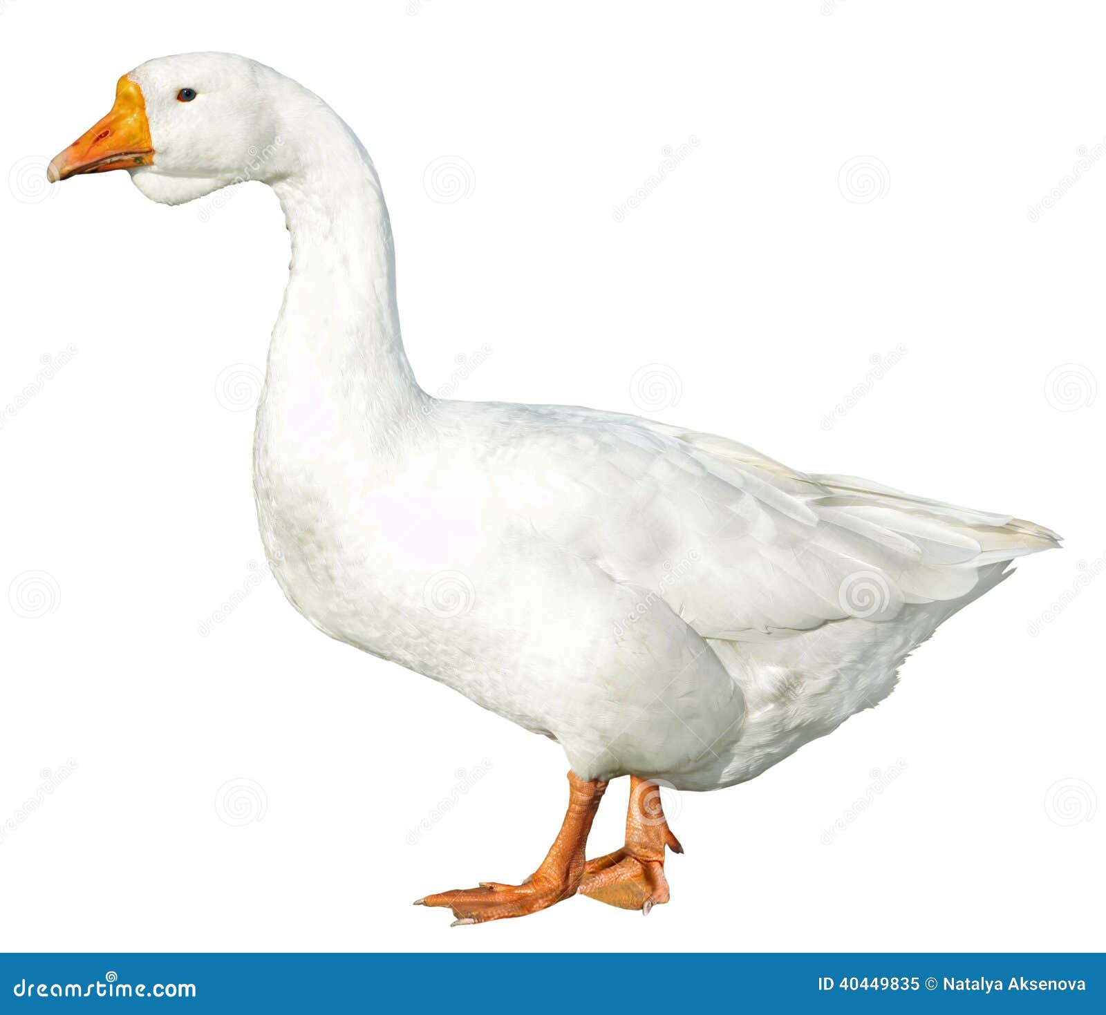 Domestic Goose (Anser anser domesticus) Dimensions & Drawings