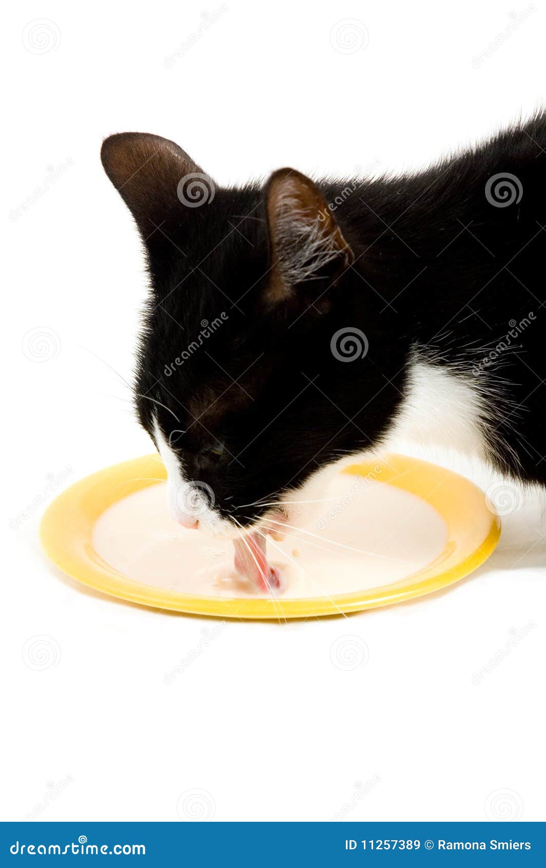 Domestic House Cat is Drinking Milk Stock Image Image of tongue, isolated 11257389