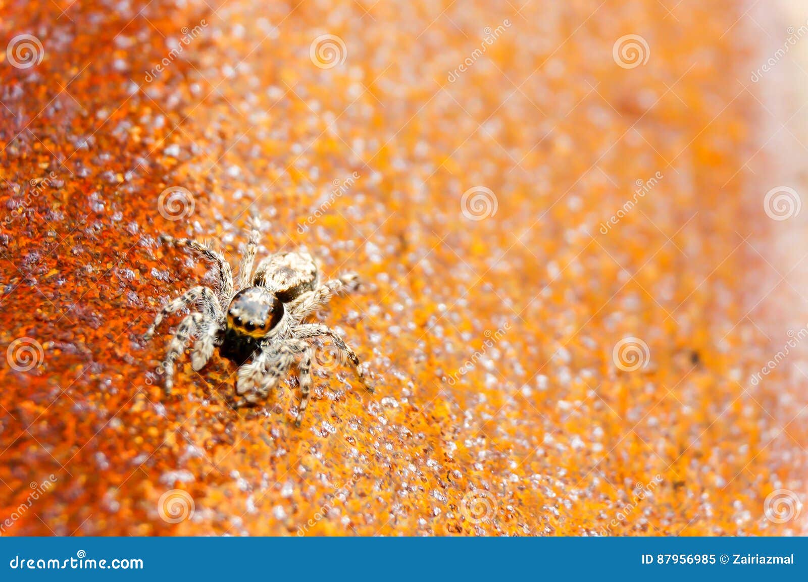 domestic house spider