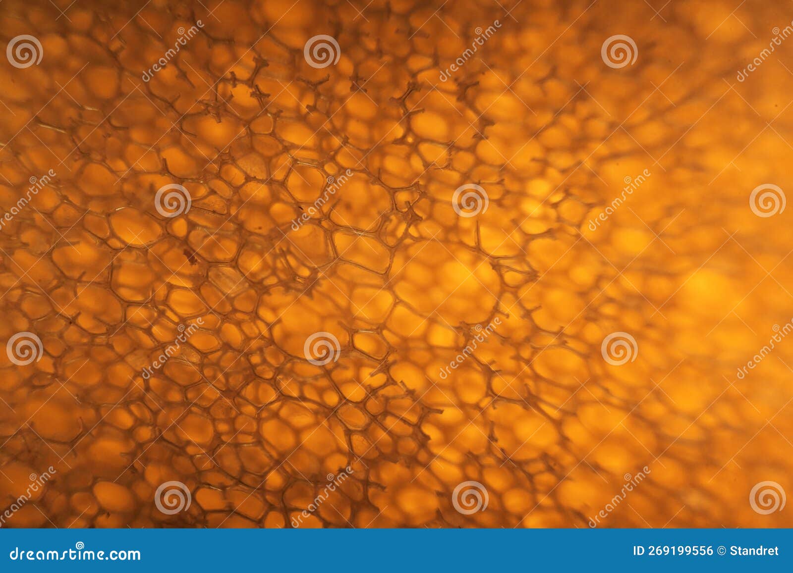 Domestic Kitchen Sponge Under the Microscope. Close Up View Stock Photo