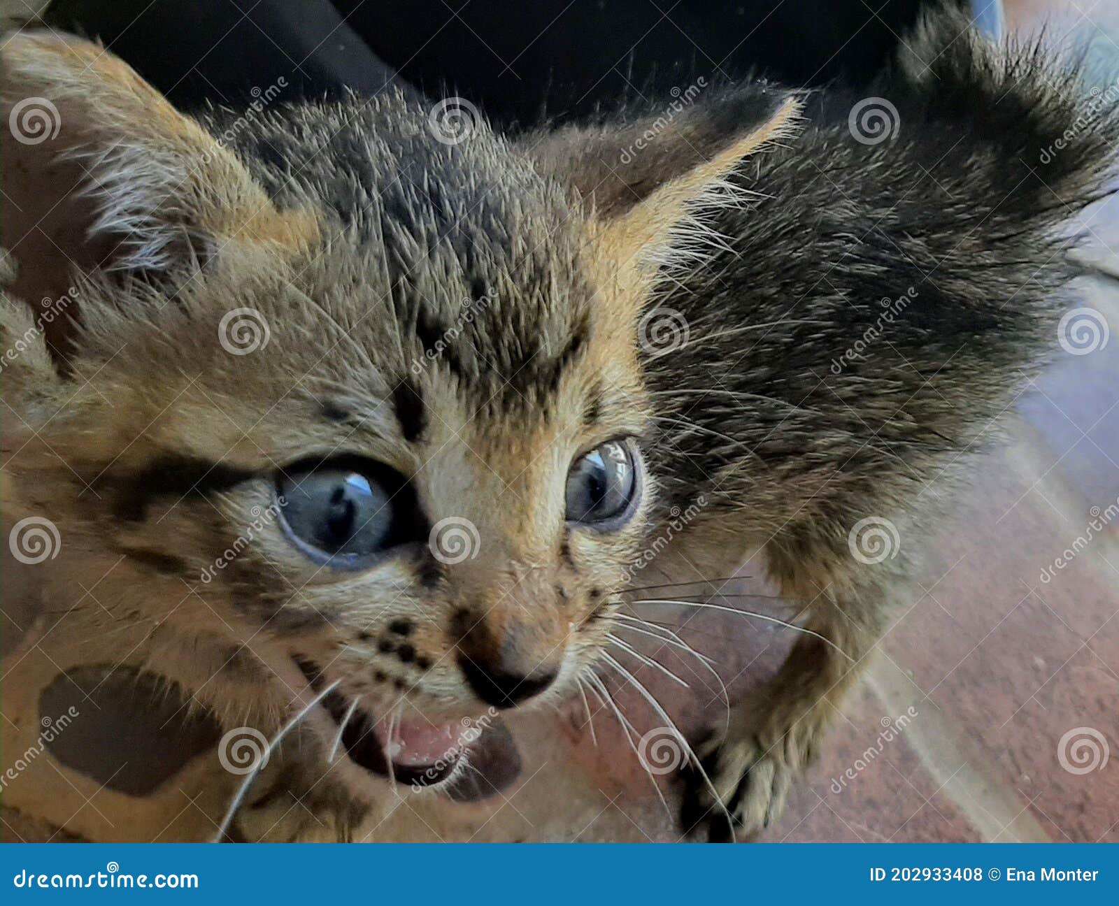 Domestic kitten in Manila stock photo. Image of kitten 202933408