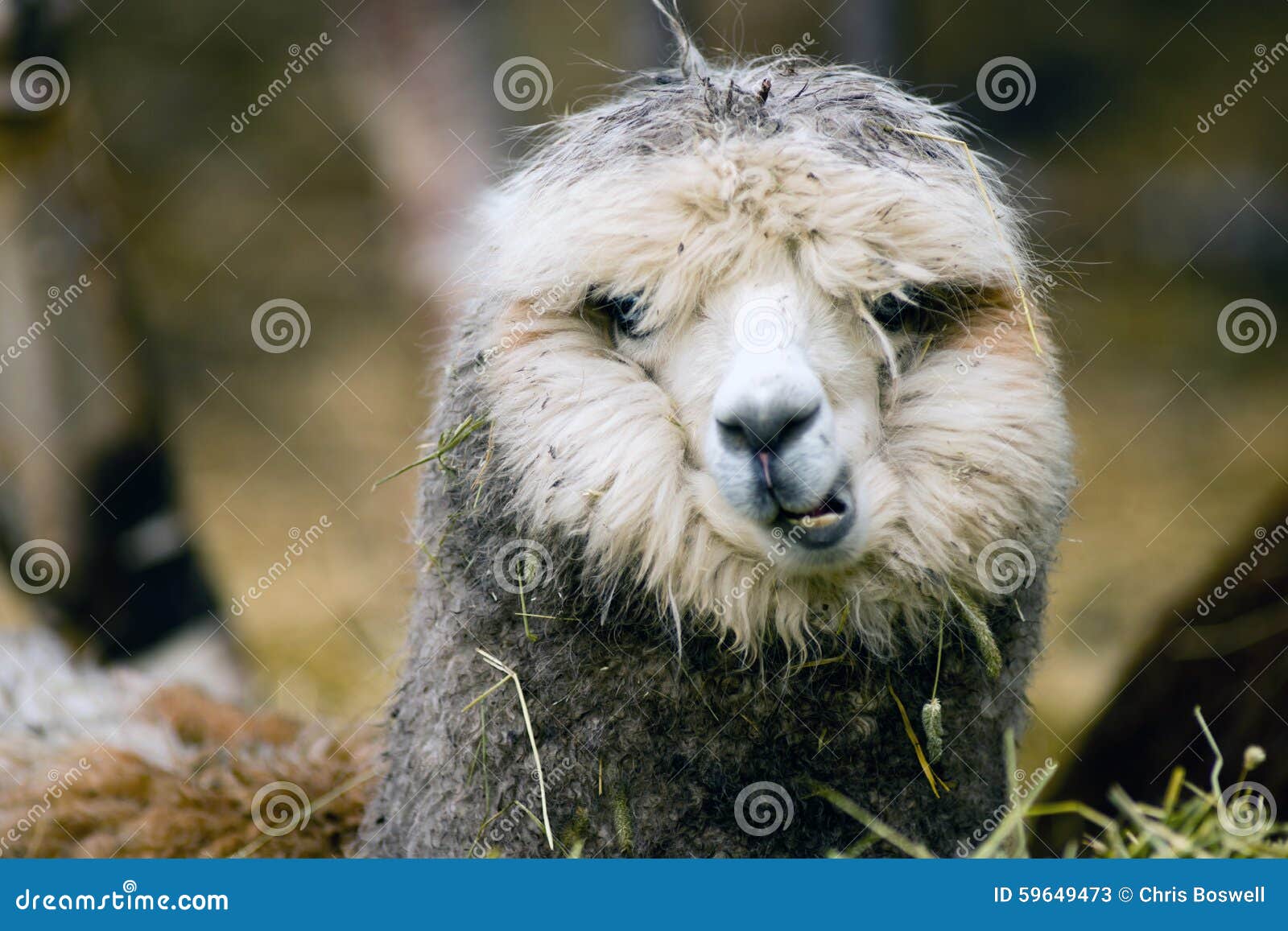 Domestic Llama Eating Hay Farm Livestock Animals Stock Image - Image of livestock, outdoor: 59649473 Domestic Llama Eating Hay Farm Livestock Animals Stock Image - Image of livestock, outdoor: 59649473
