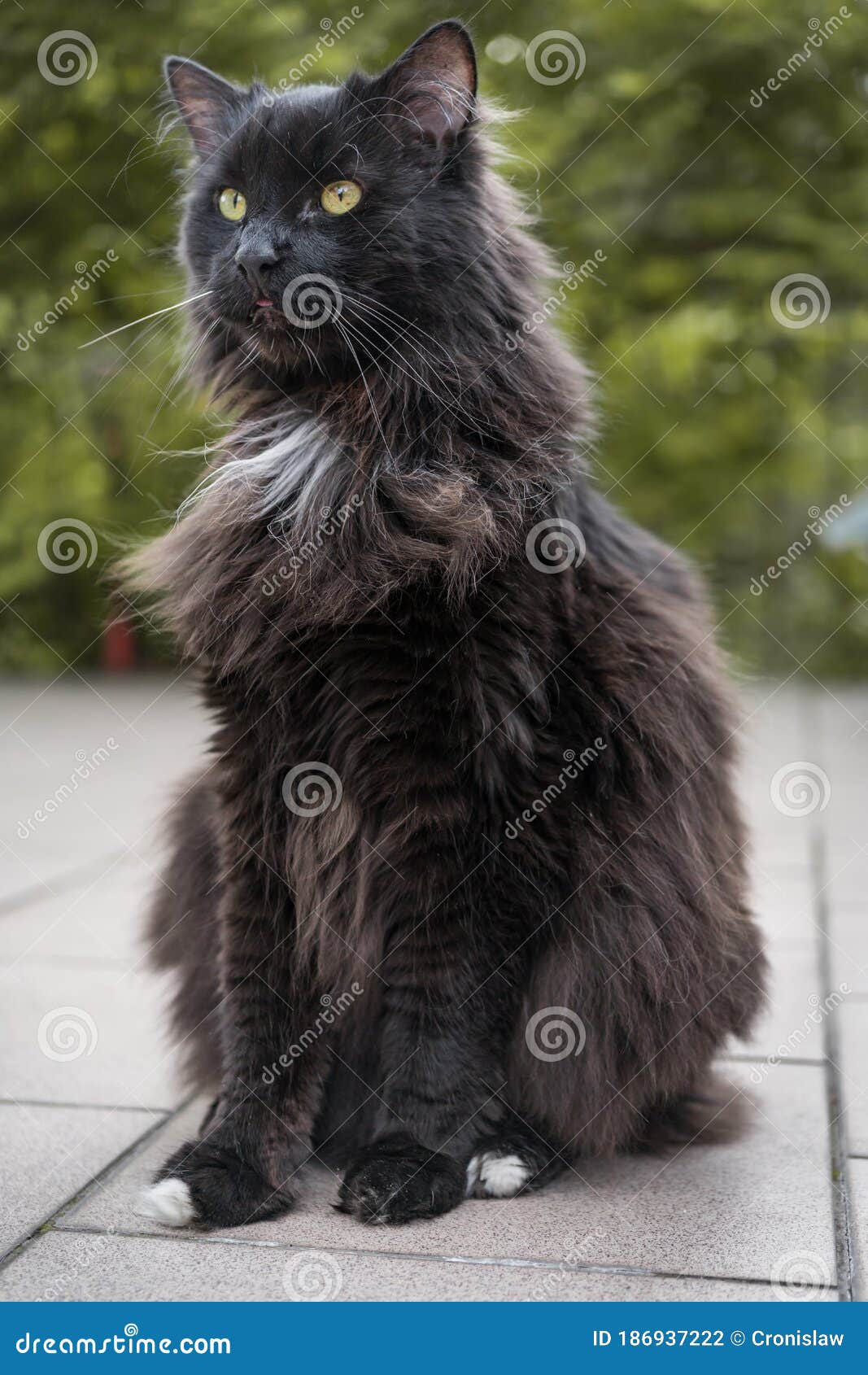 Domestic Long Haired Black Cat Sitting Outdoor in the Garden Stock Photo -  Image of white, outdoor: 186937222