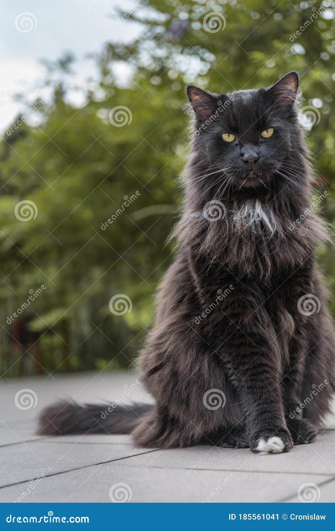 Domestic Long Haired Black Cat Sitting Outdoor in the Garden Stock Image -  Image of whisker, furry: 185561041