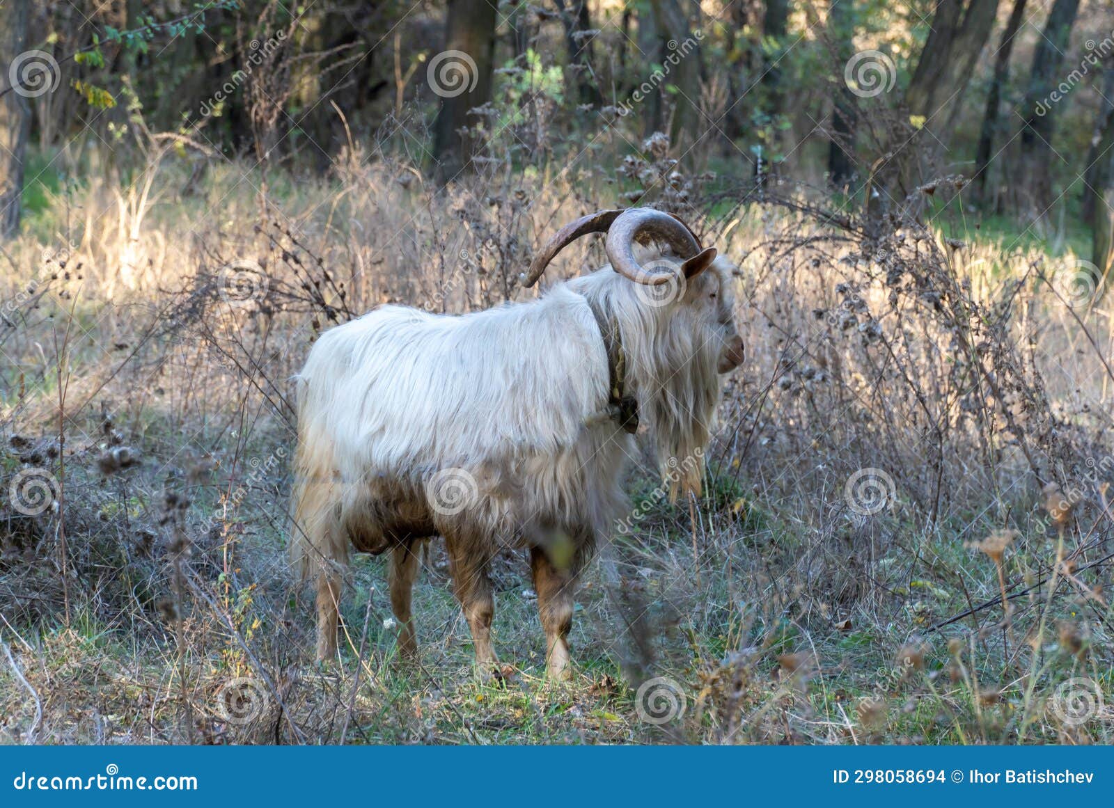 domestic male white goat with big horns grazing in pasture.