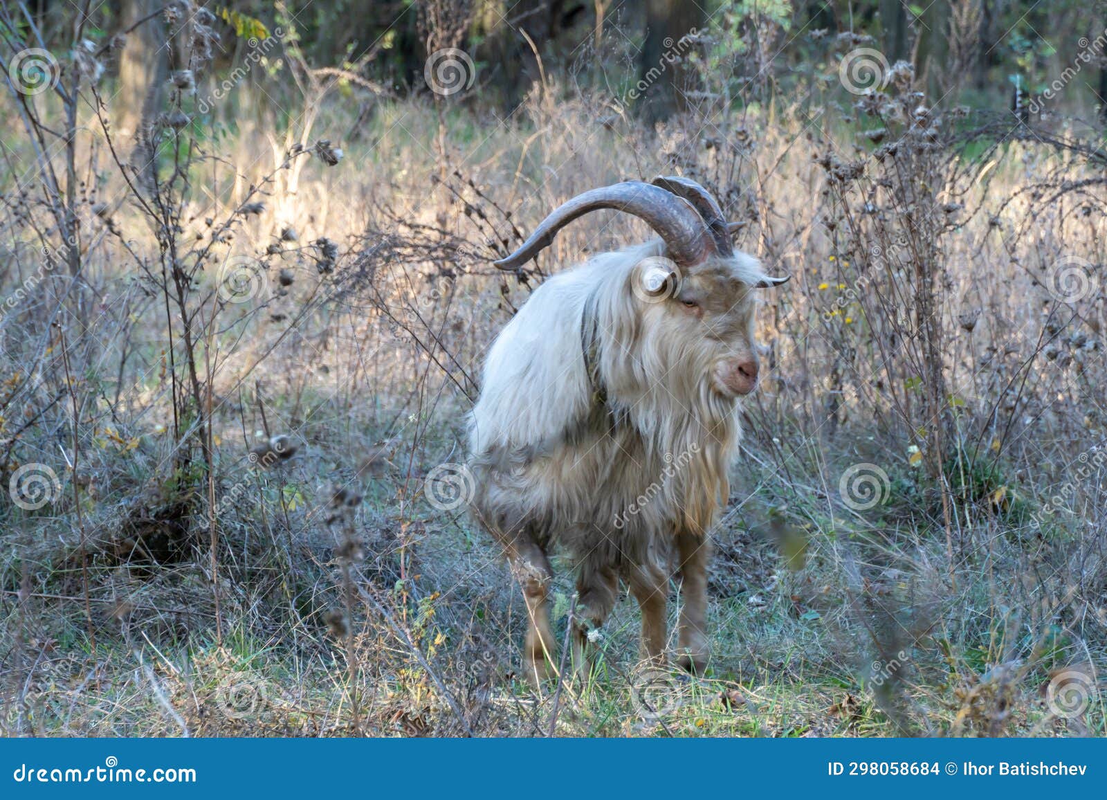 domestic male white goat with big horns grazing in pasture.