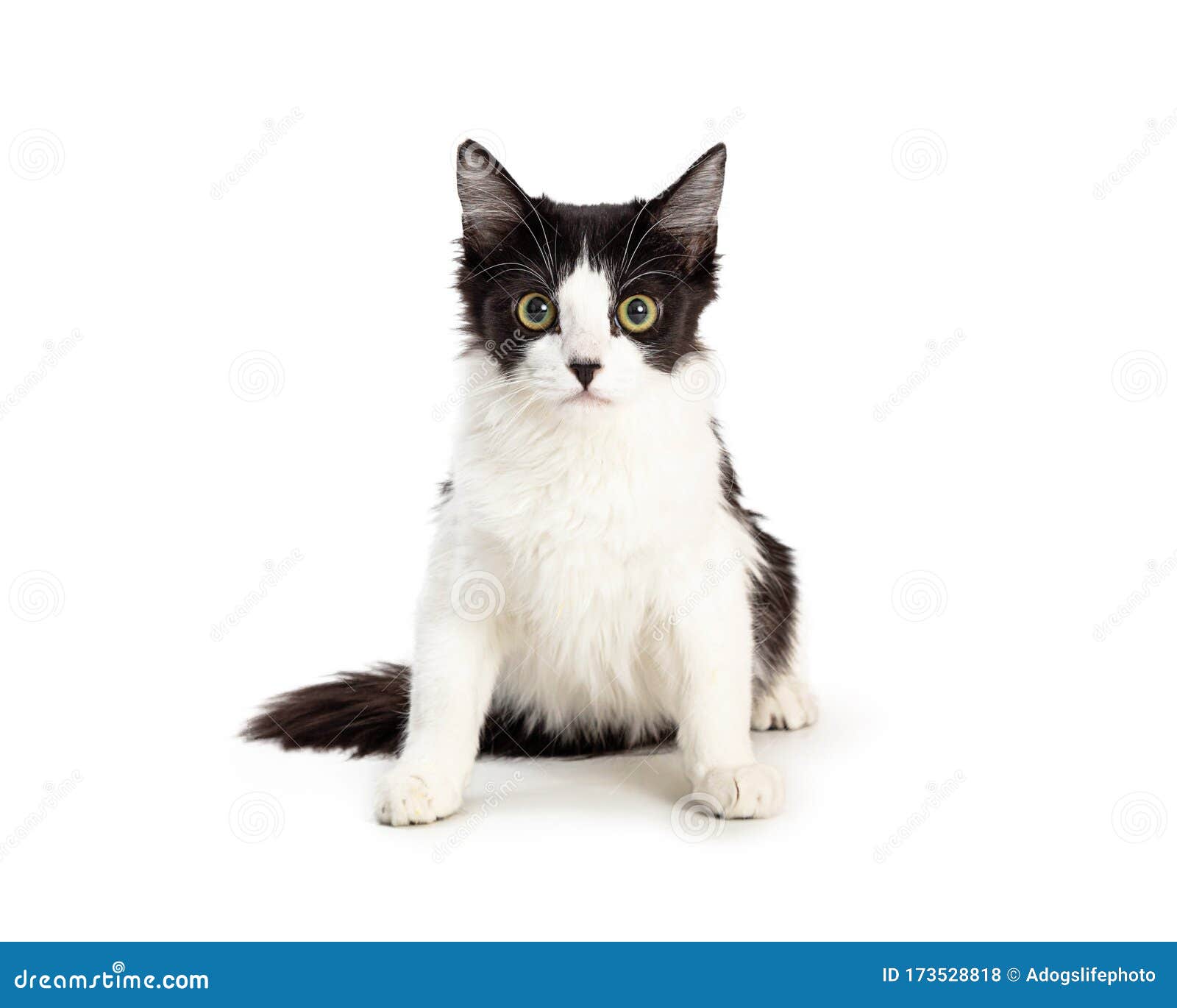 Domestic Medium Hair Black and White Kitten Stock Photo - Image of feline,  domestic: 173528818