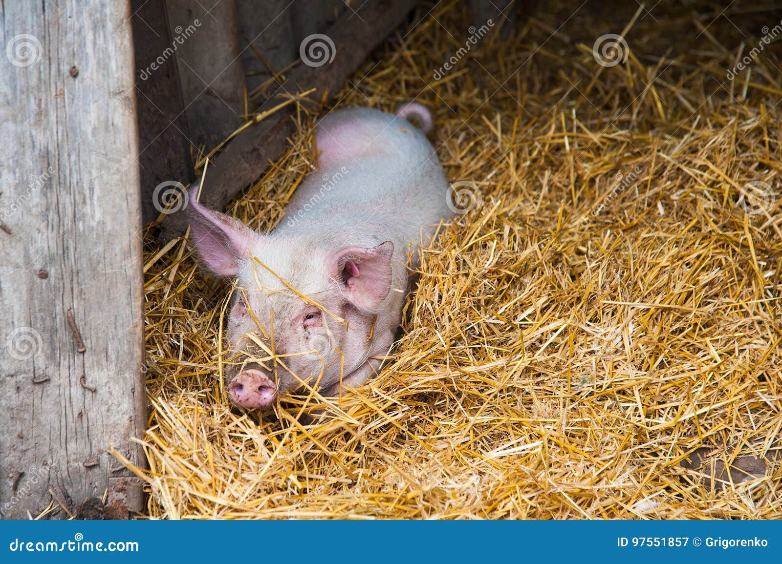 Волгоградские свиньи. Свиньи ферма Волгоград.