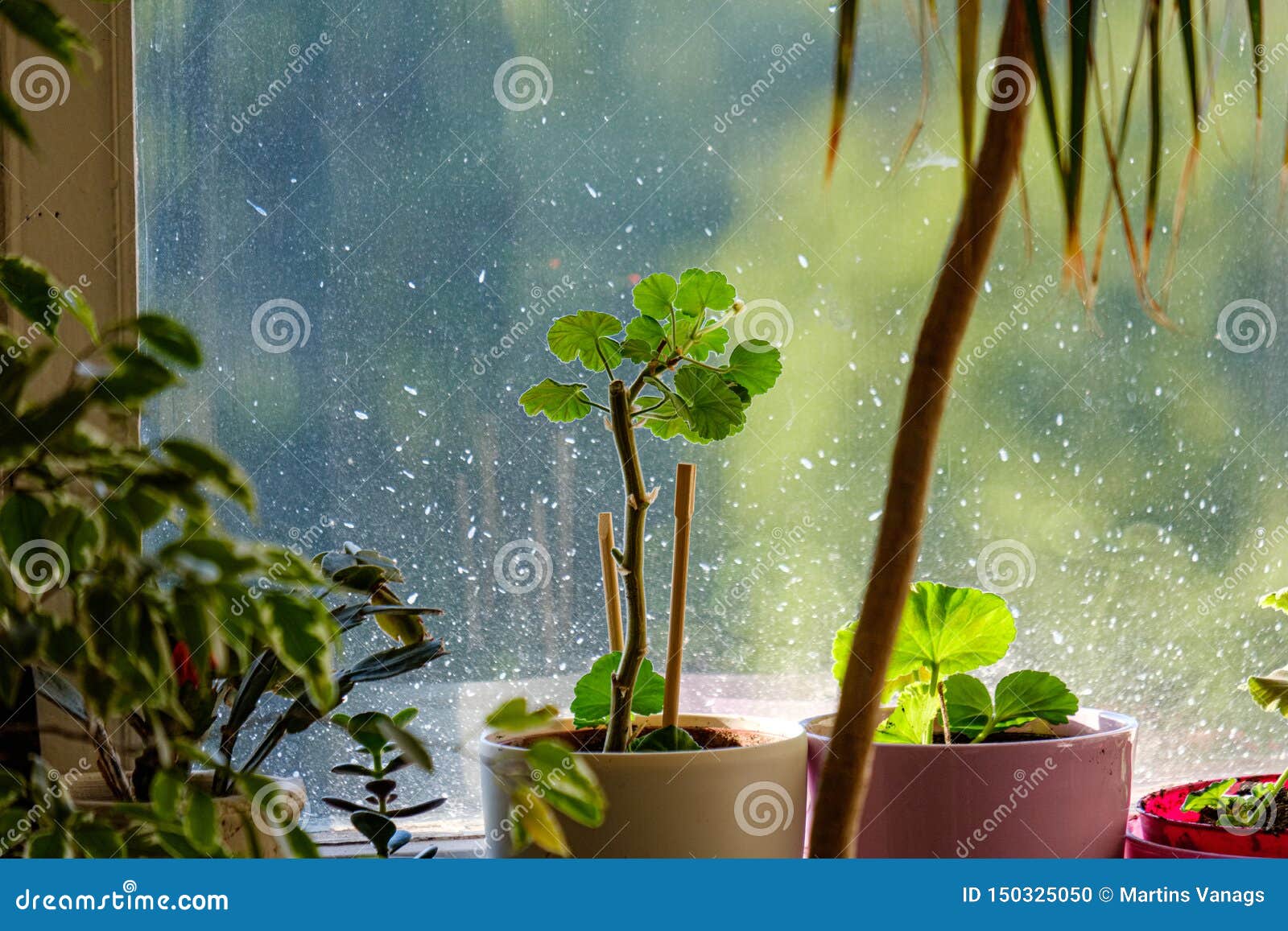 Domestic Plants Inside Apartment In Bright White Interior 