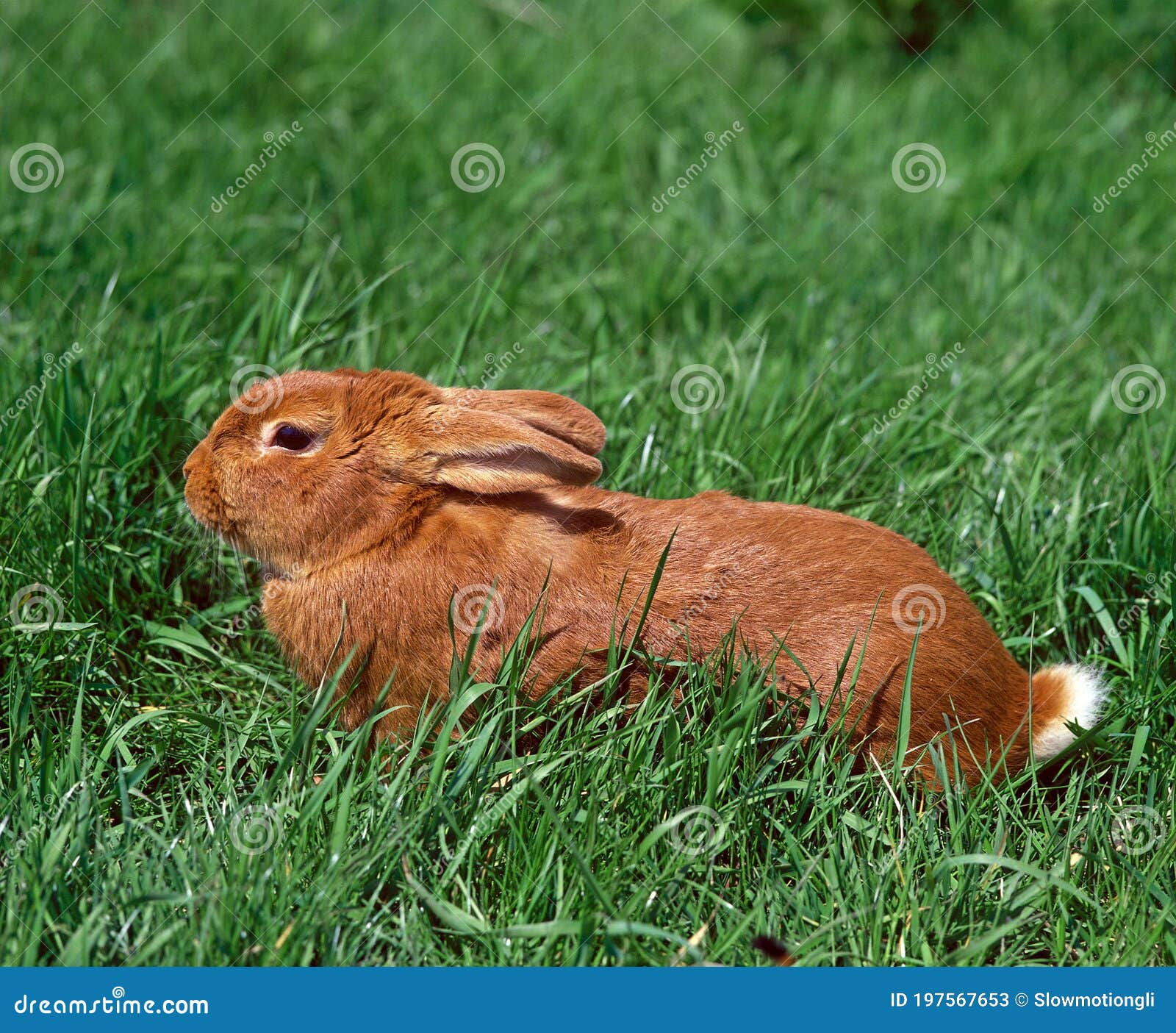 domestic rabbit, fauve de bourgogne, french breed from burgundy