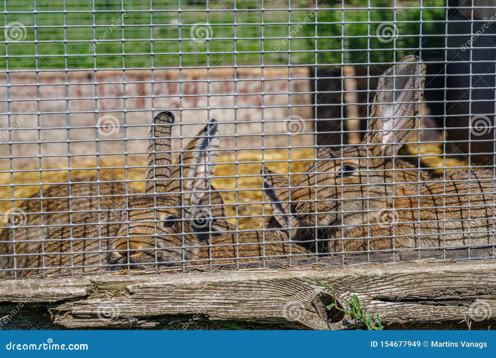 Domestic Rabbits in the Cages Behind Bars Stock Image Image of
