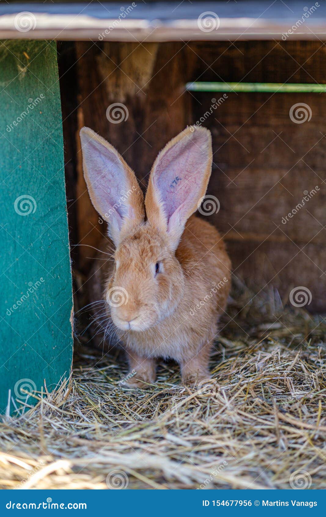 Domestic Rabbits in the Cages Behind Bars Stock Photo Image of
