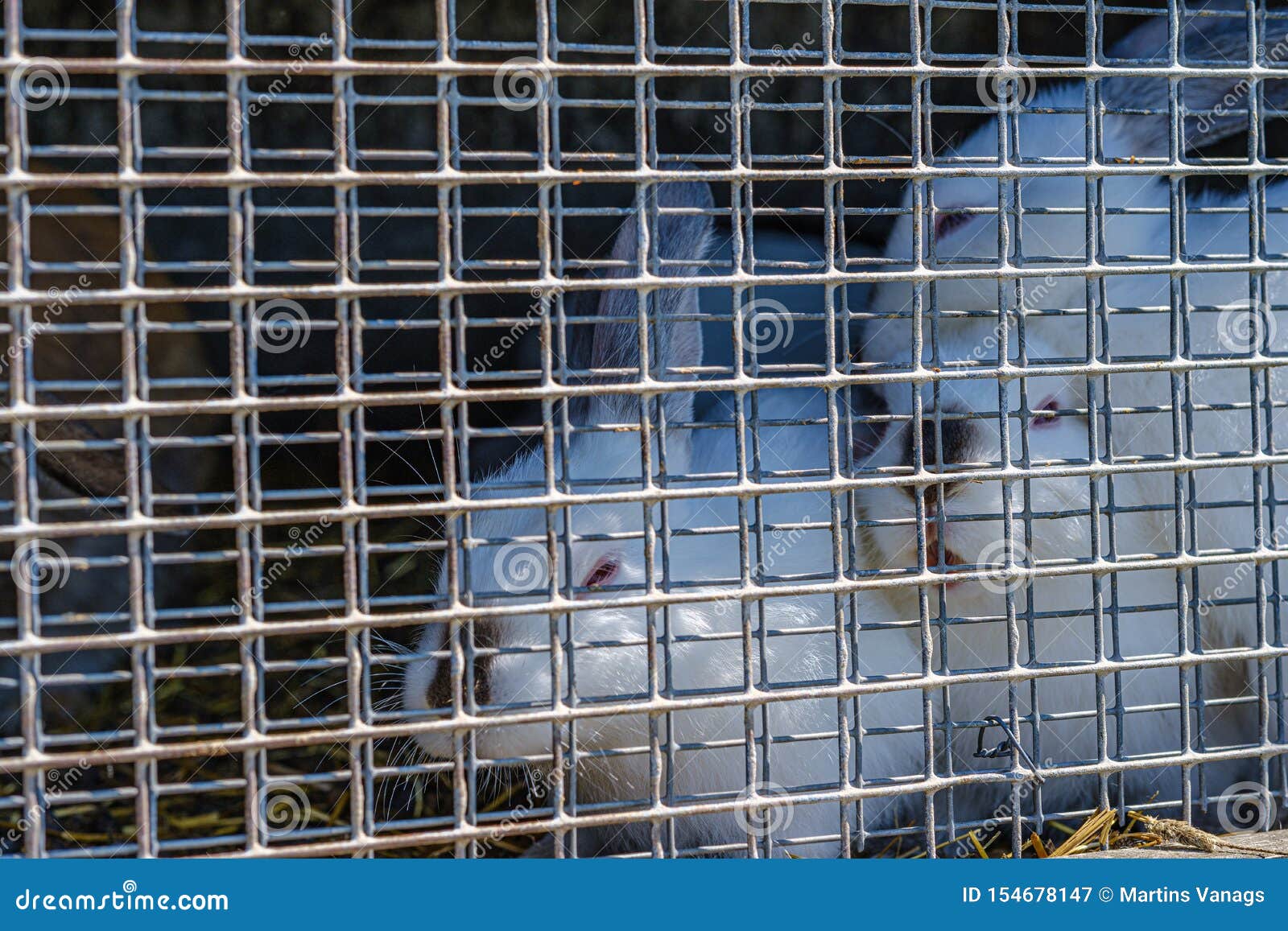 Domestic Rabbits in the Cages Behind Bars Stock Image Image of