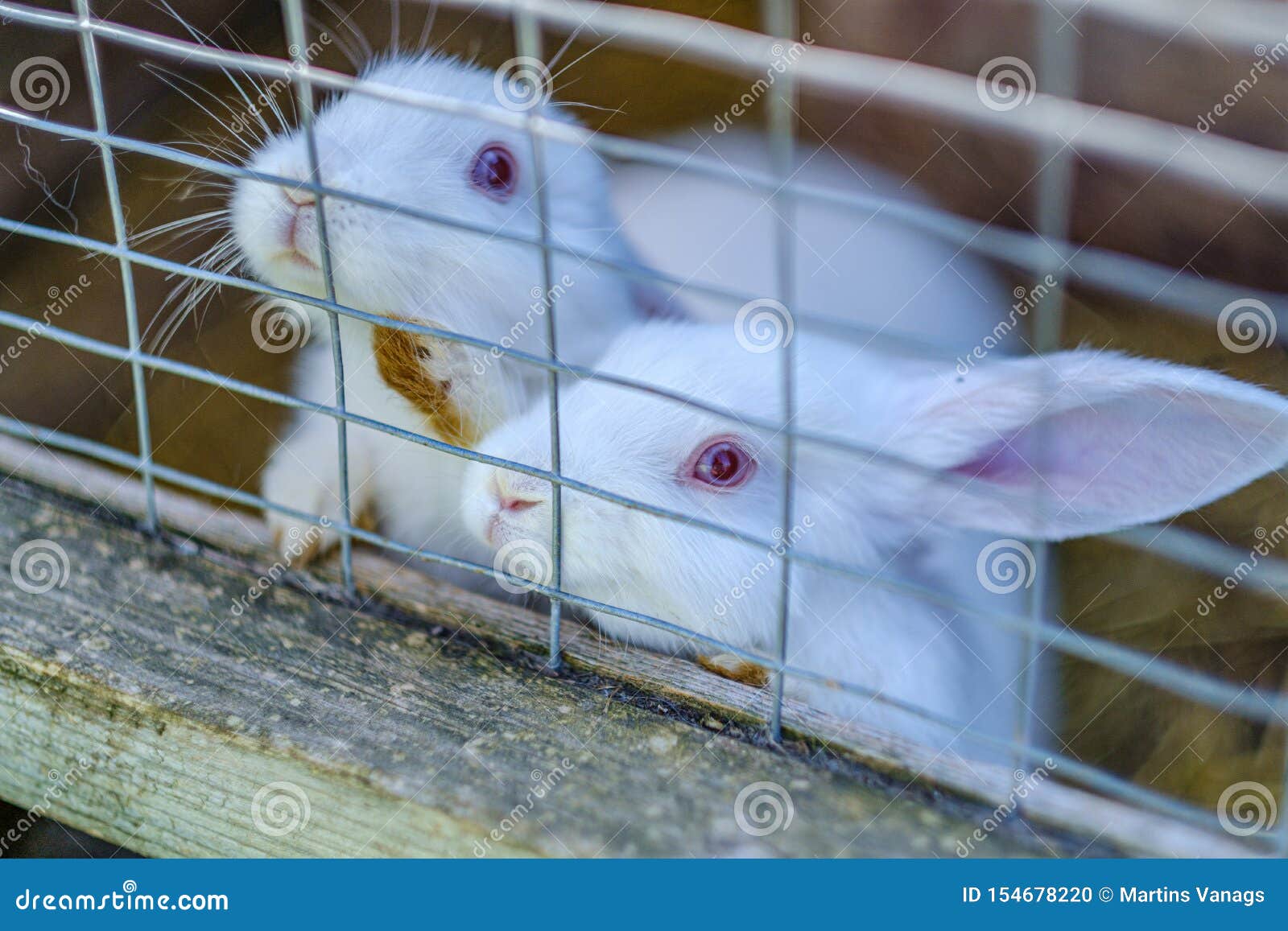 Domestic Rabbits in the Cages Behind Bars Stock Photo Image of
