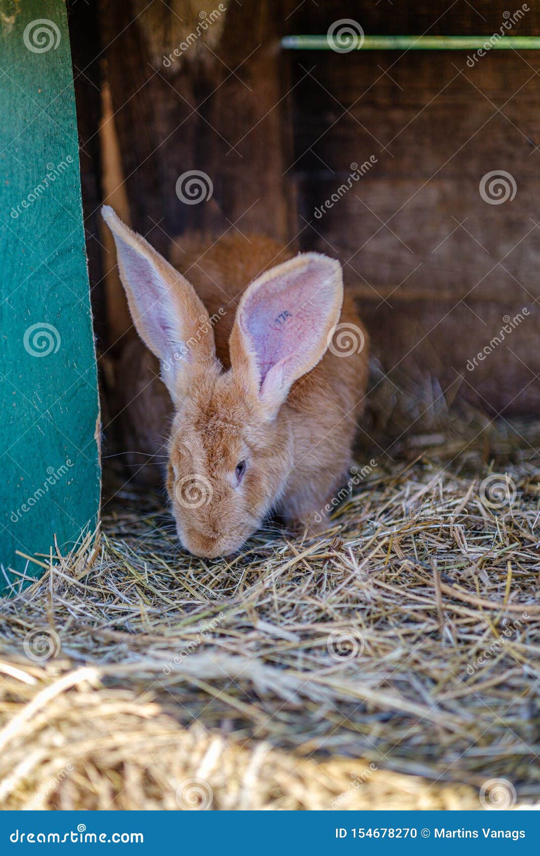 Domestic Rabbits in the Cages Behind Bars Stock Photo Image of