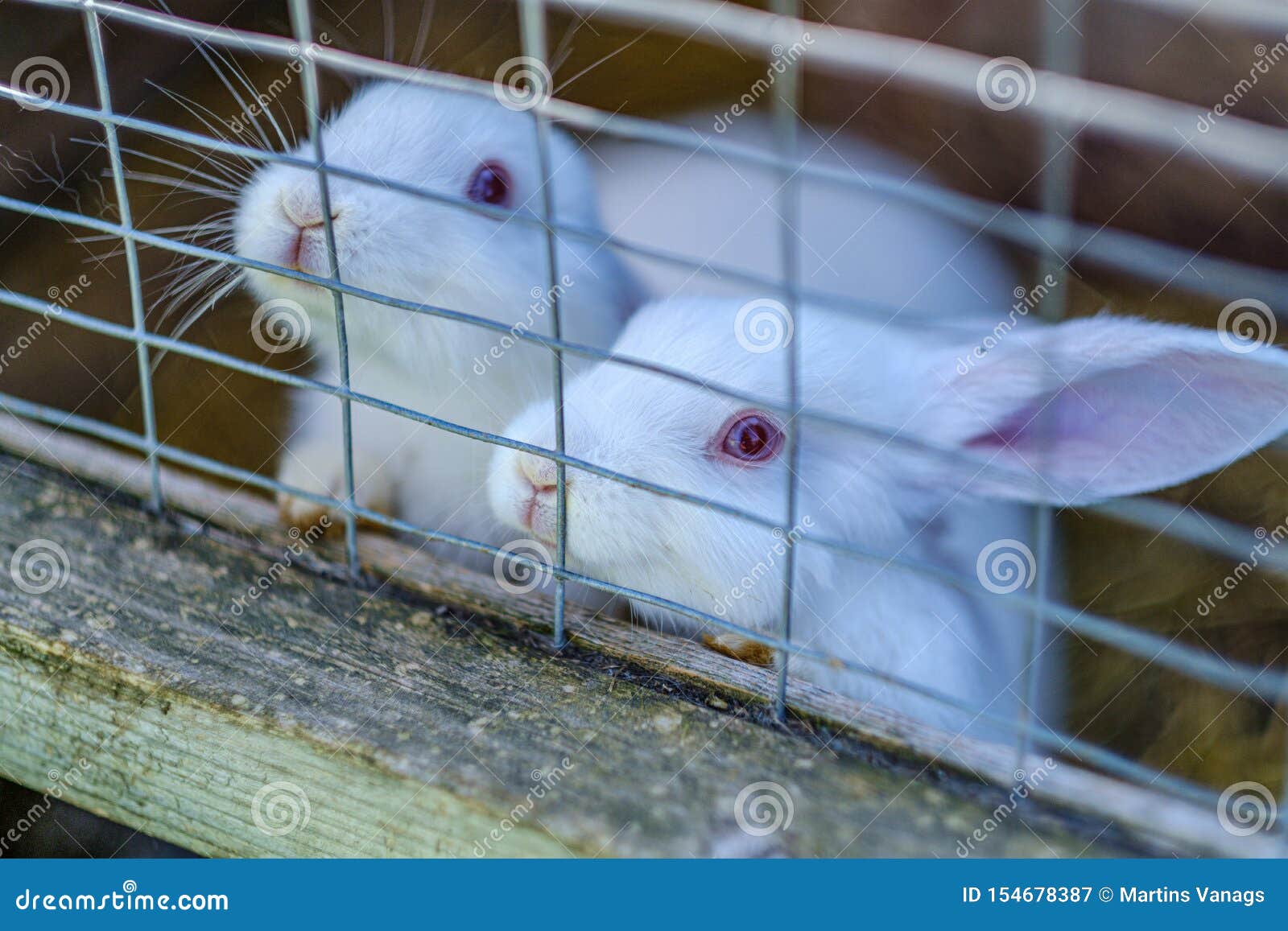 Domestic Rabbits in the Cages Behind Bars Stock Image Image of cage