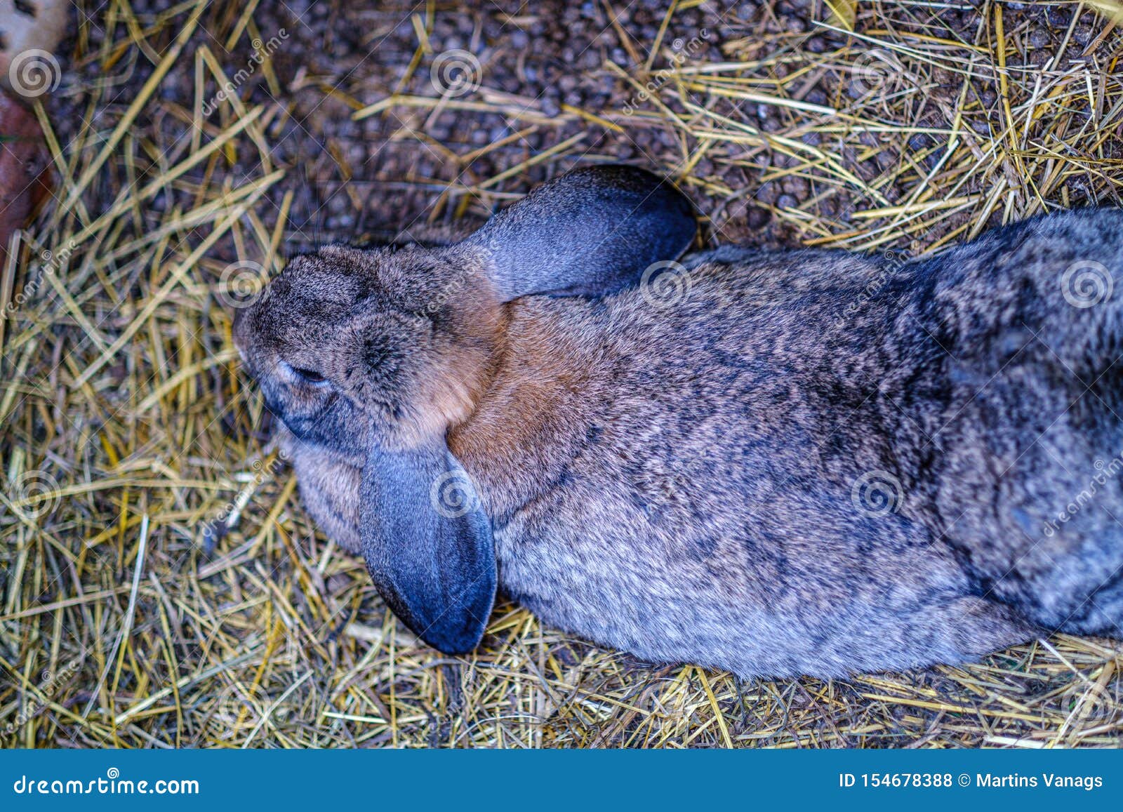 Domestic Rabbits in the Cages Behind Bars Stock Photo Image of person
