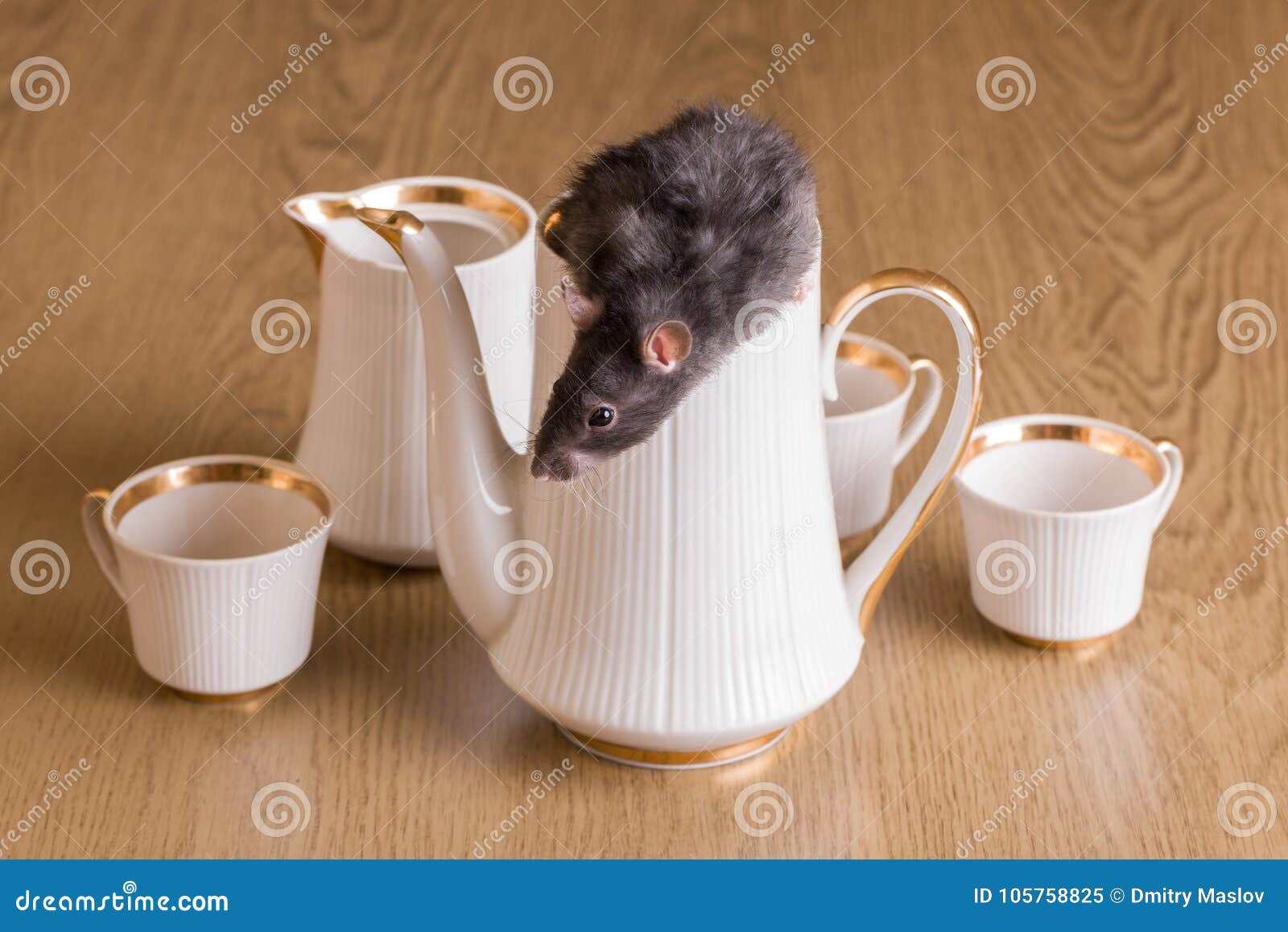 Rat with a tea set stock image. Image of curiosity, glass 105758825