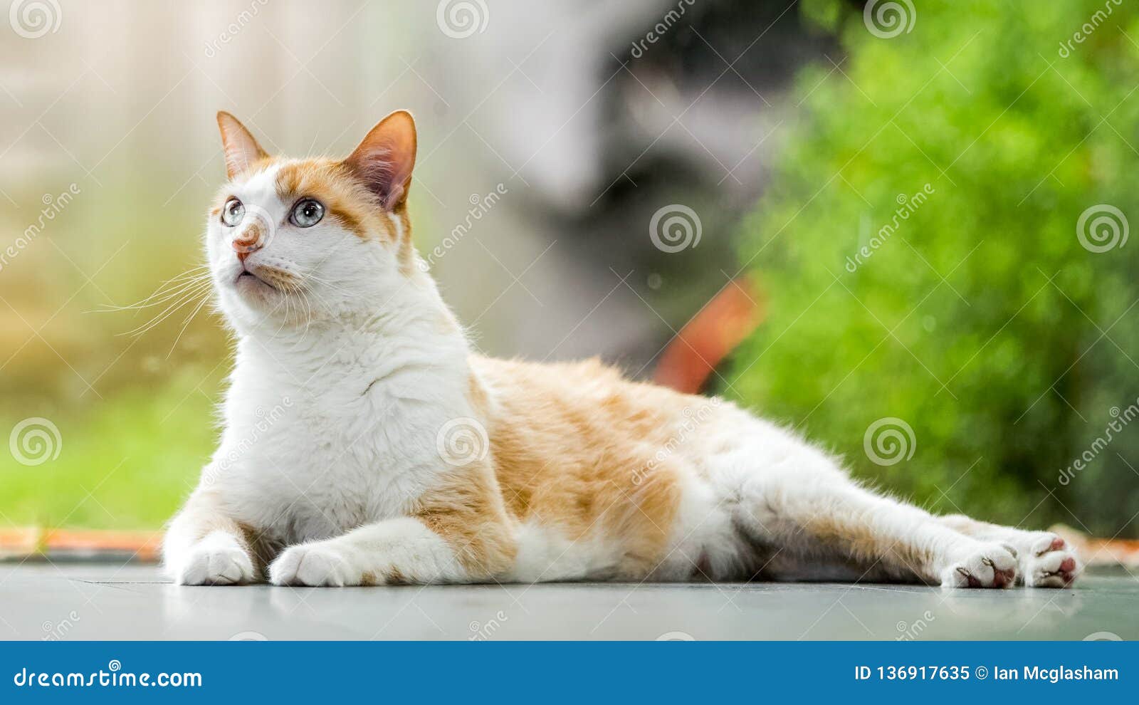 Domestic Shorthair Cat Lying Stretched on the Floor Looking Up Stock Image  - Image of white, camera: 136917635