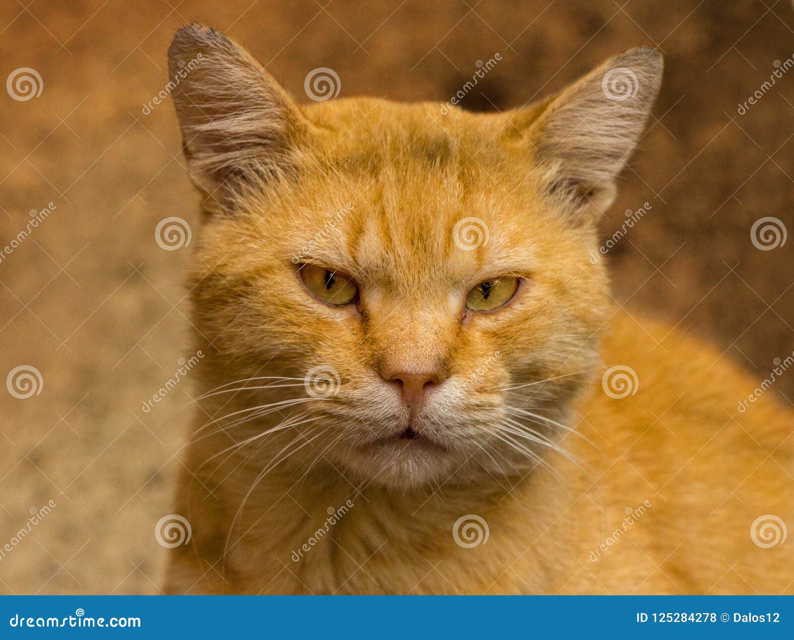 short haired orange tabby