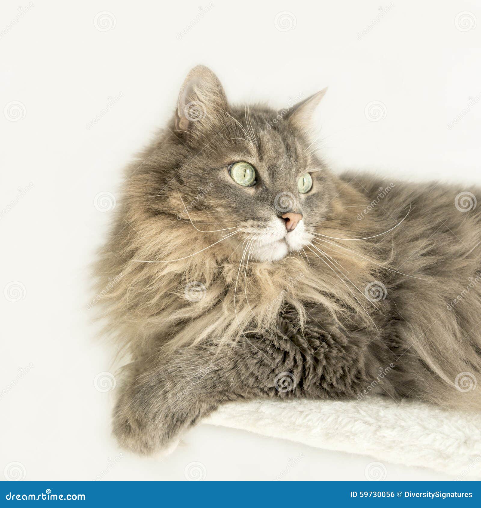 Domestic Siberian Cat Lying on a Cat Tree Stock Photo Image of mammal