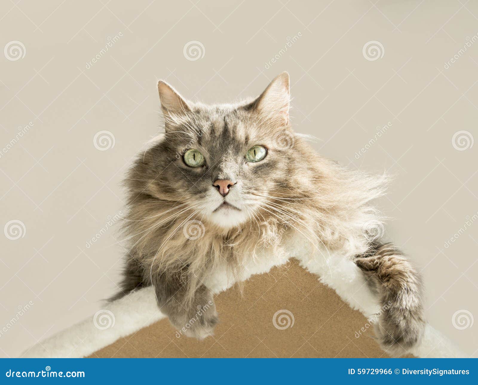 Domestic Siberian Cat Sunbathing on a Cat Tree Stock Photo Image of