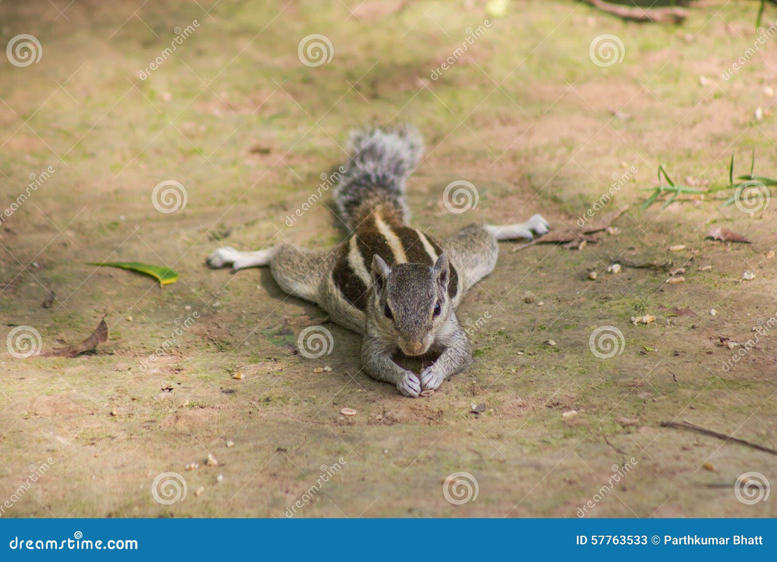 Domestic squirrel India stock image. Image of animal 57763533