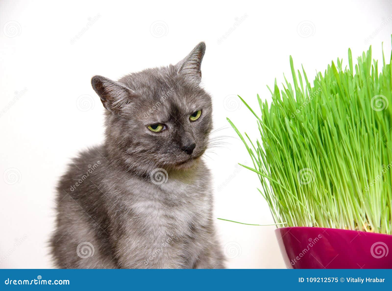 Domestic Tabby Cat Eating Grass Stock Image Image of domestic, room