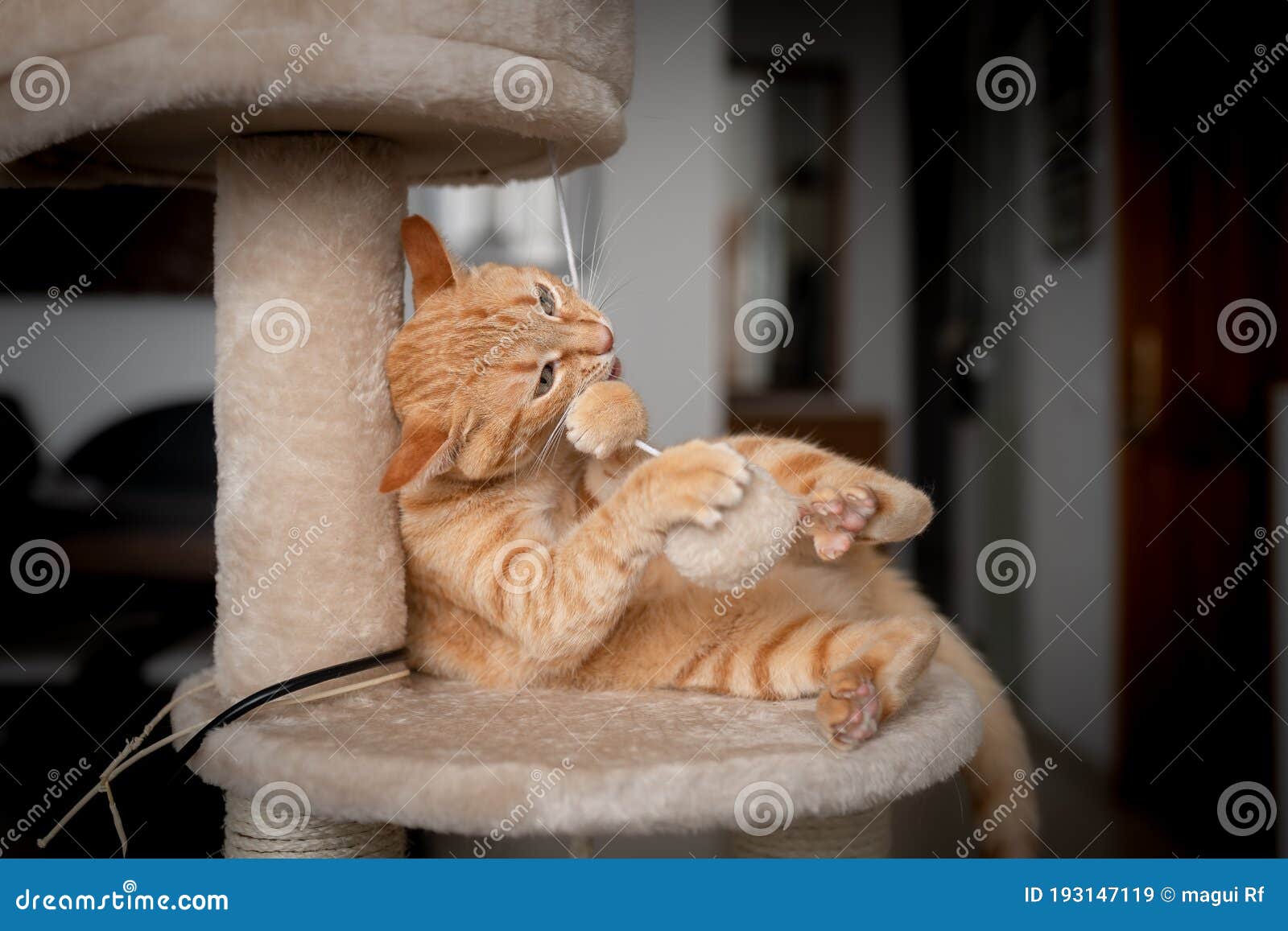 brown tabby cat bites and plays with a fur ball on a scratching tower