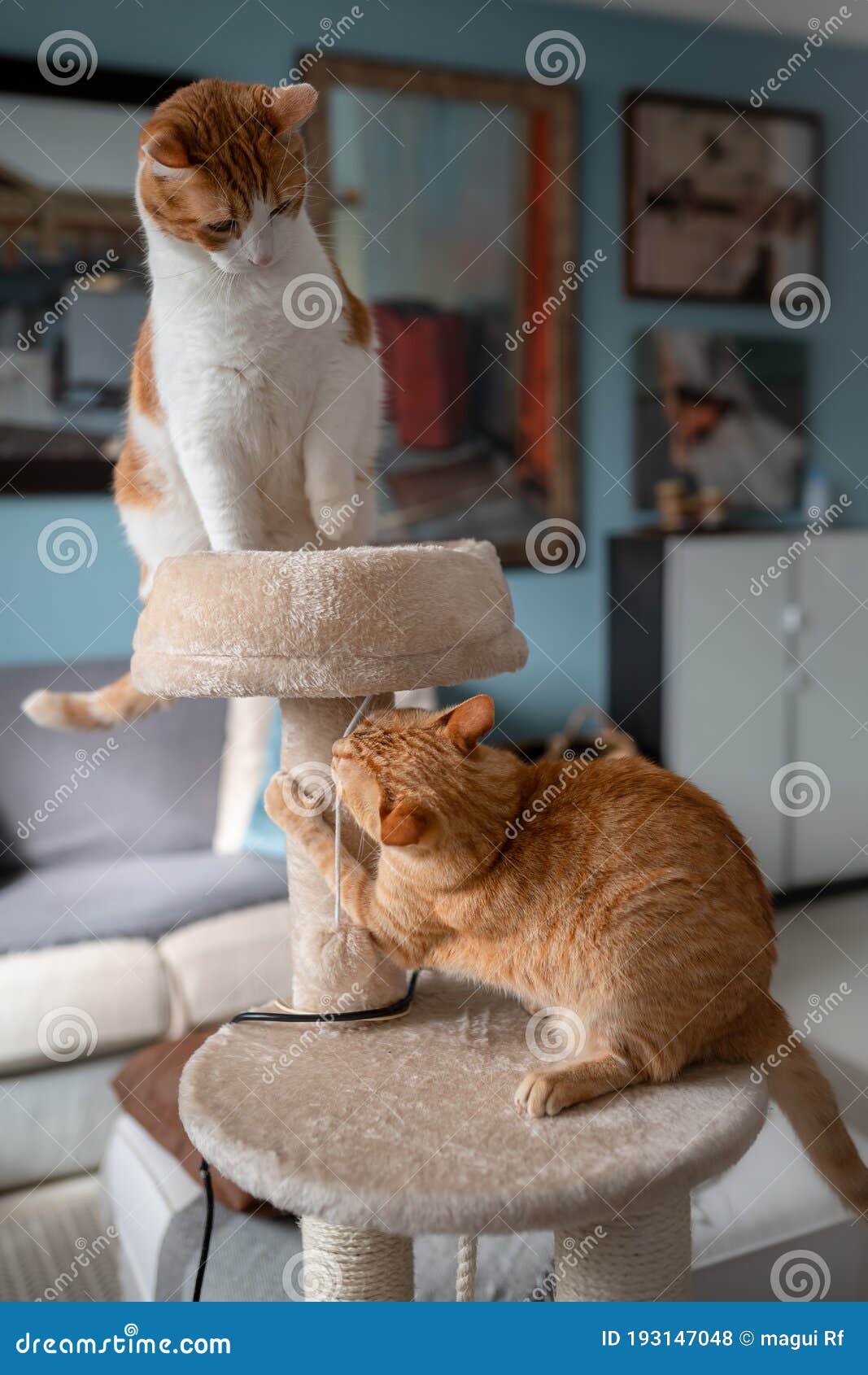 vertical composition. two brown cats play in a scratching tower 2