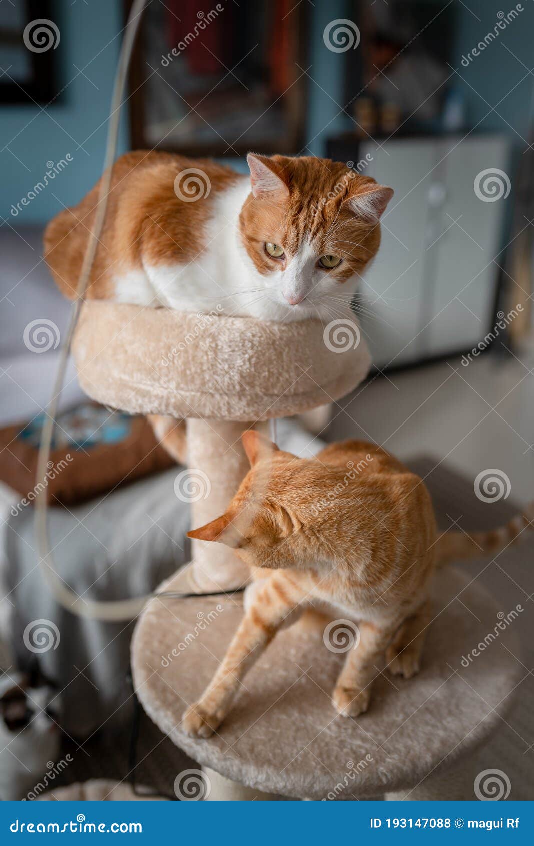 vertical composition. two brown cats play in a scratching tower