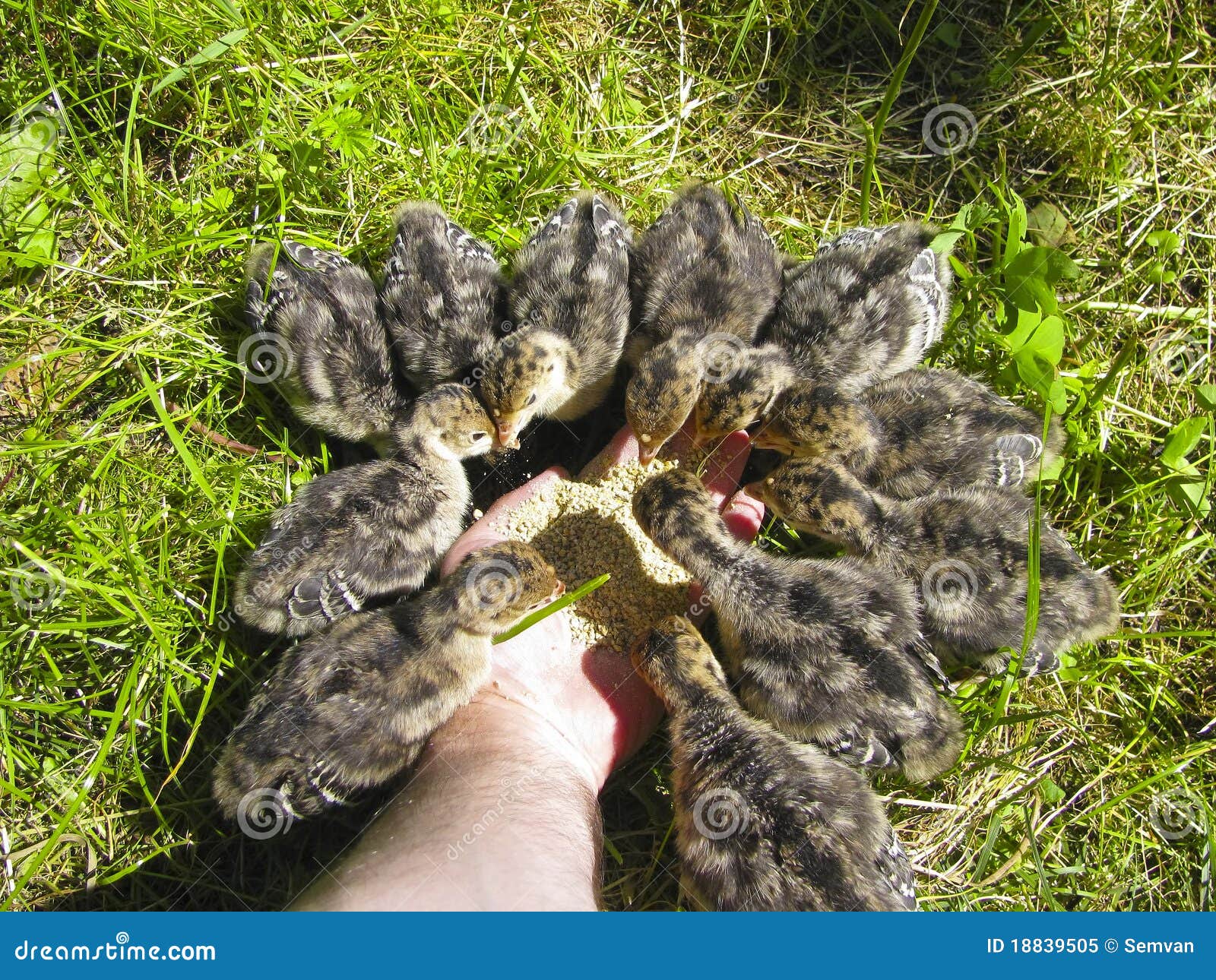 Domestic turkey chicks stock image. Image of fluffy, food 18839505